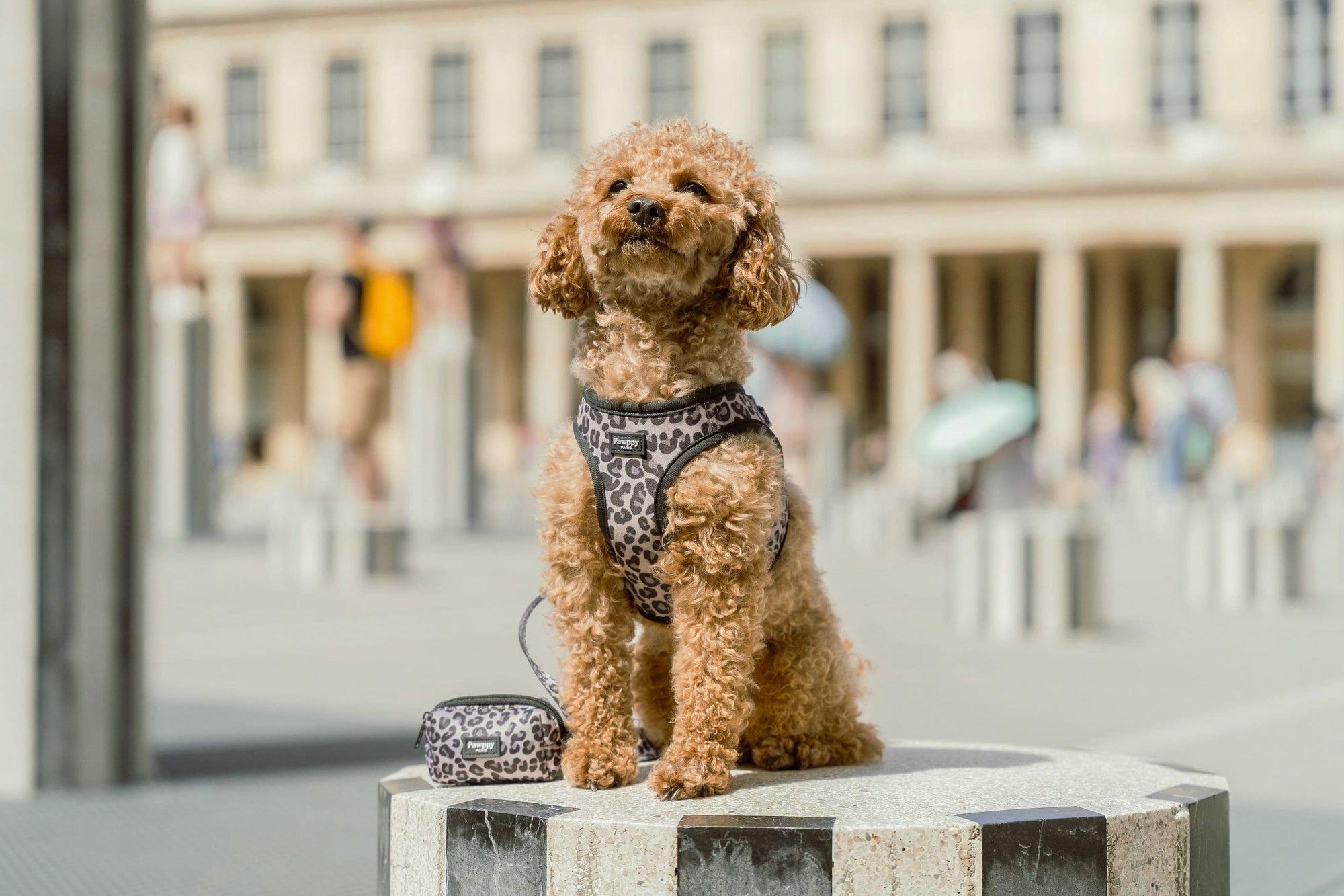Notre histoire - Pawppy Paris