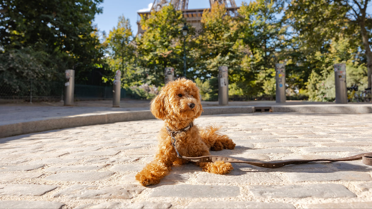 Pawppy Paris - Colliers