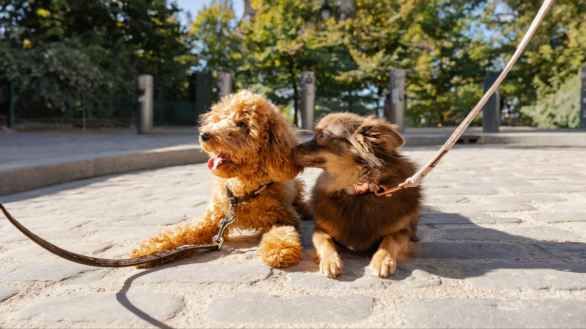 Pawppy Paris
