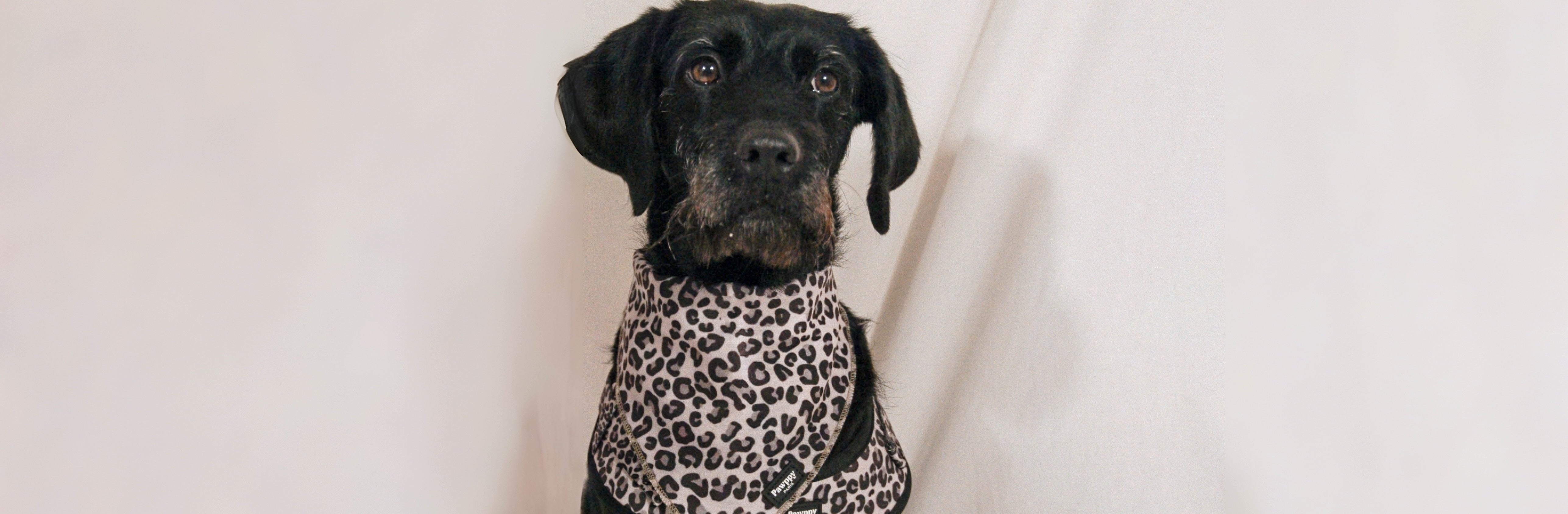 Bandana