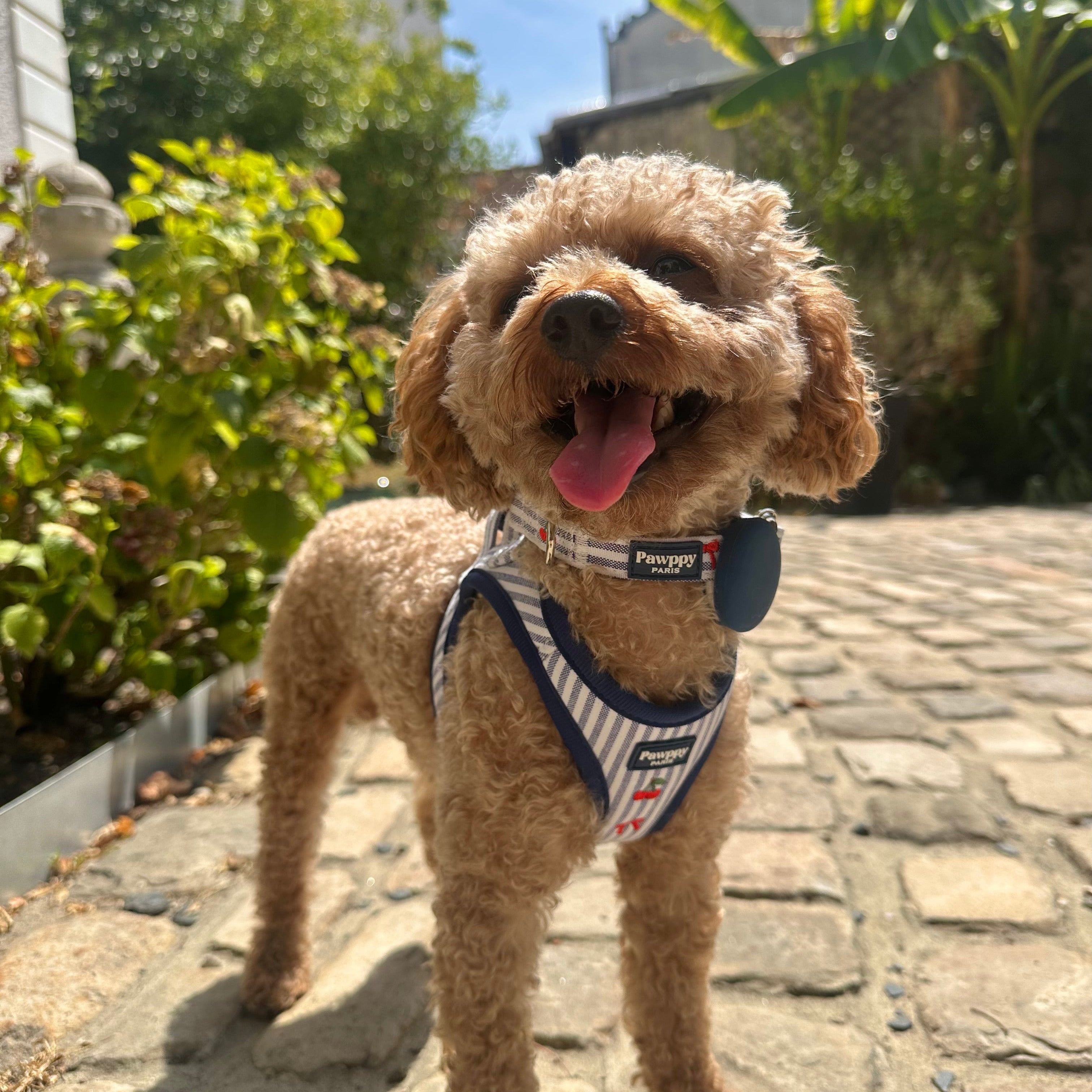 Pawppy Paris - Collier Chéri avec boîtier AirTag