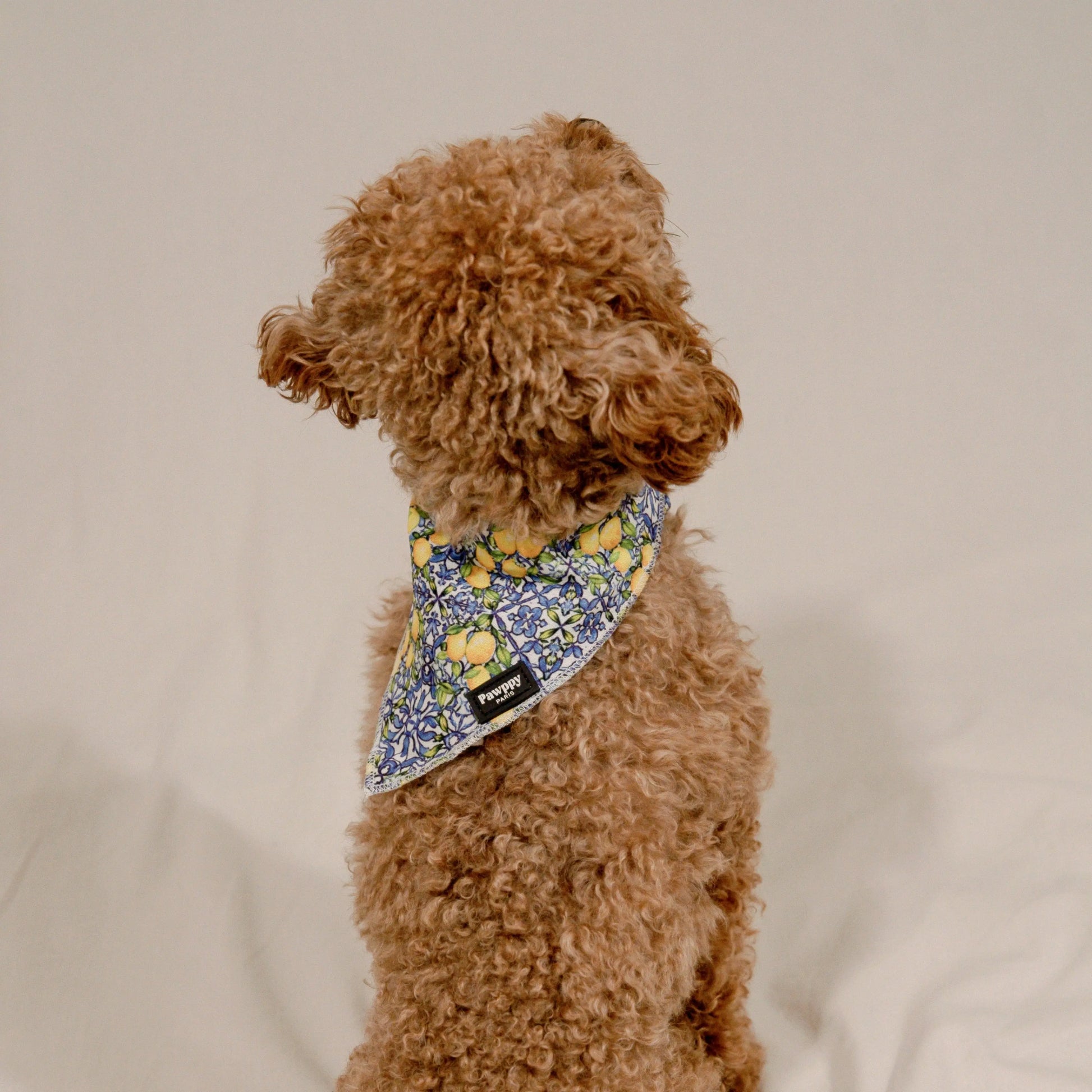 Bandana Amalfi - Pawppy Paris