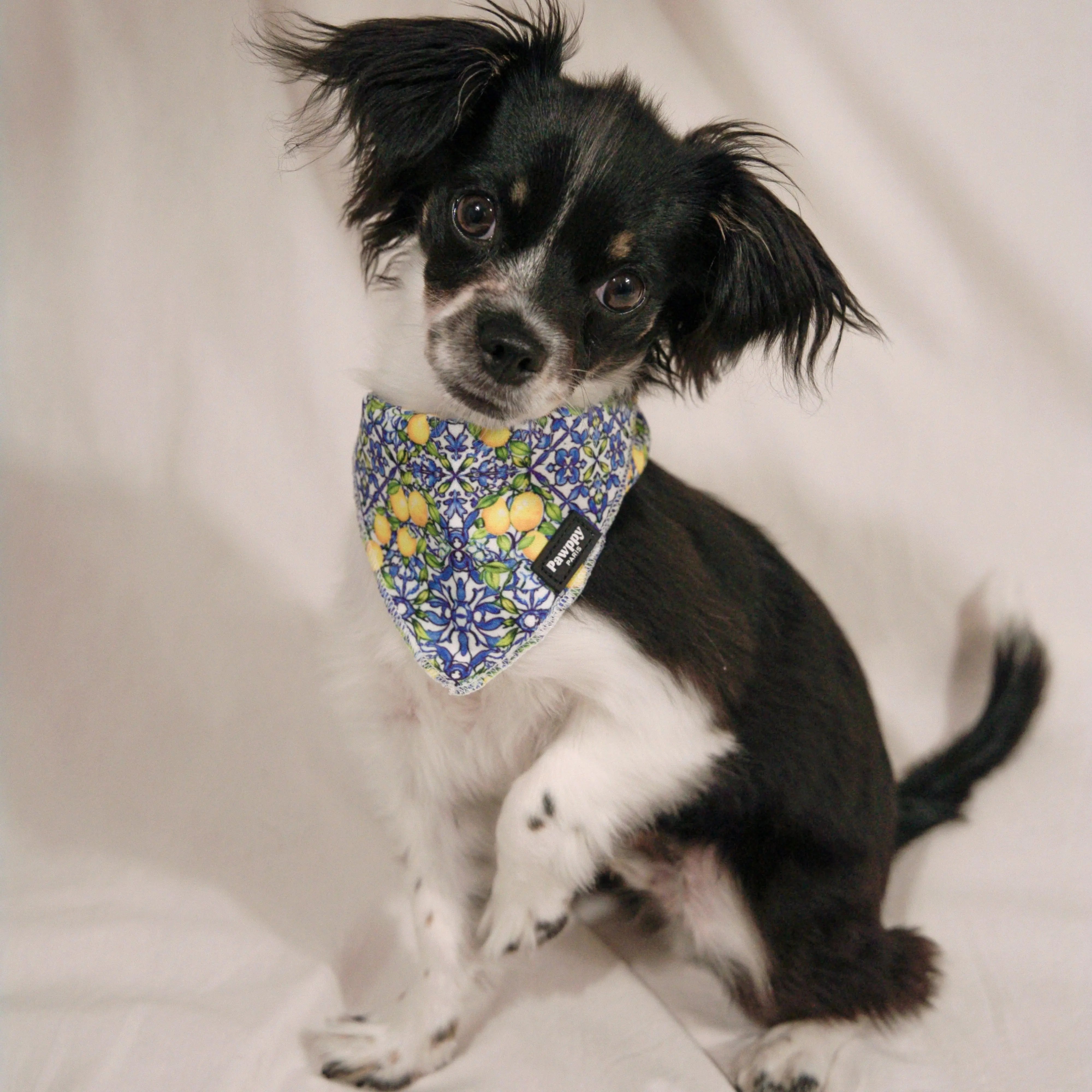 Bandana Amalfi - Pawppy Paris
