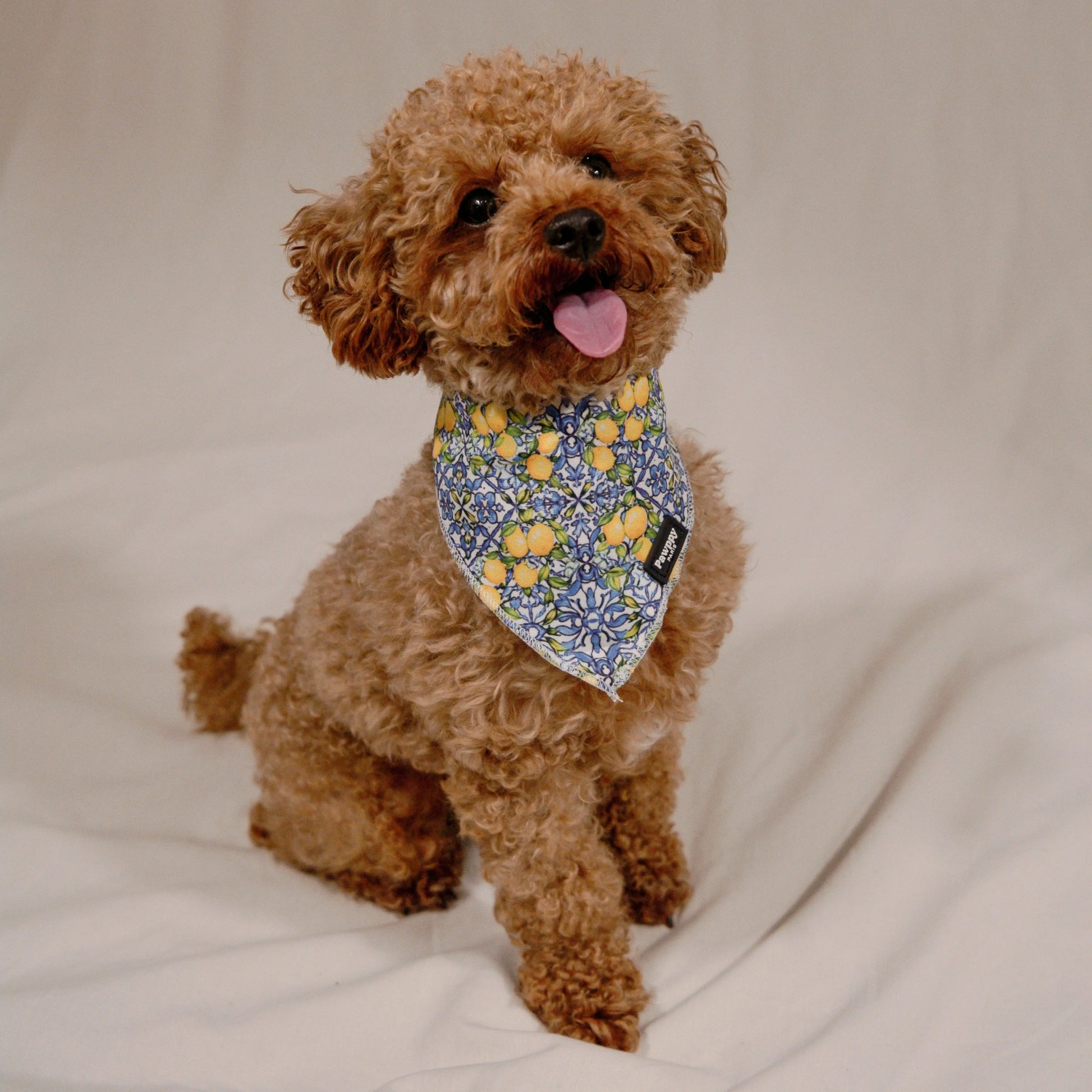 Bandana Amalfi - Pawppy Paris