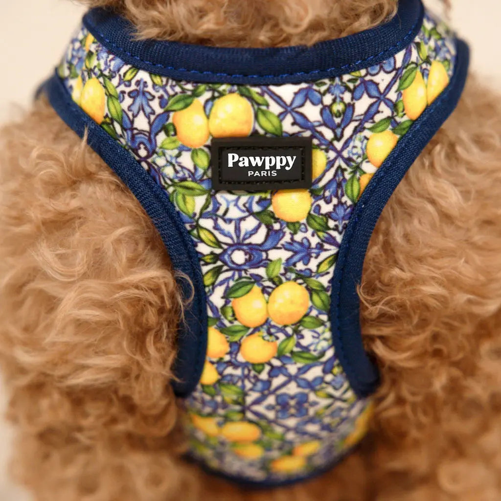 Kit Mini Amalfi - Pawppy Paris