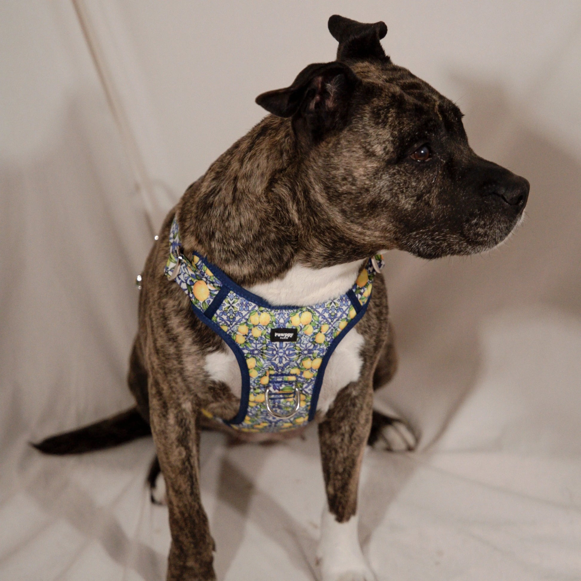 Harnais Maxi Amalfi - Pawppy Paris