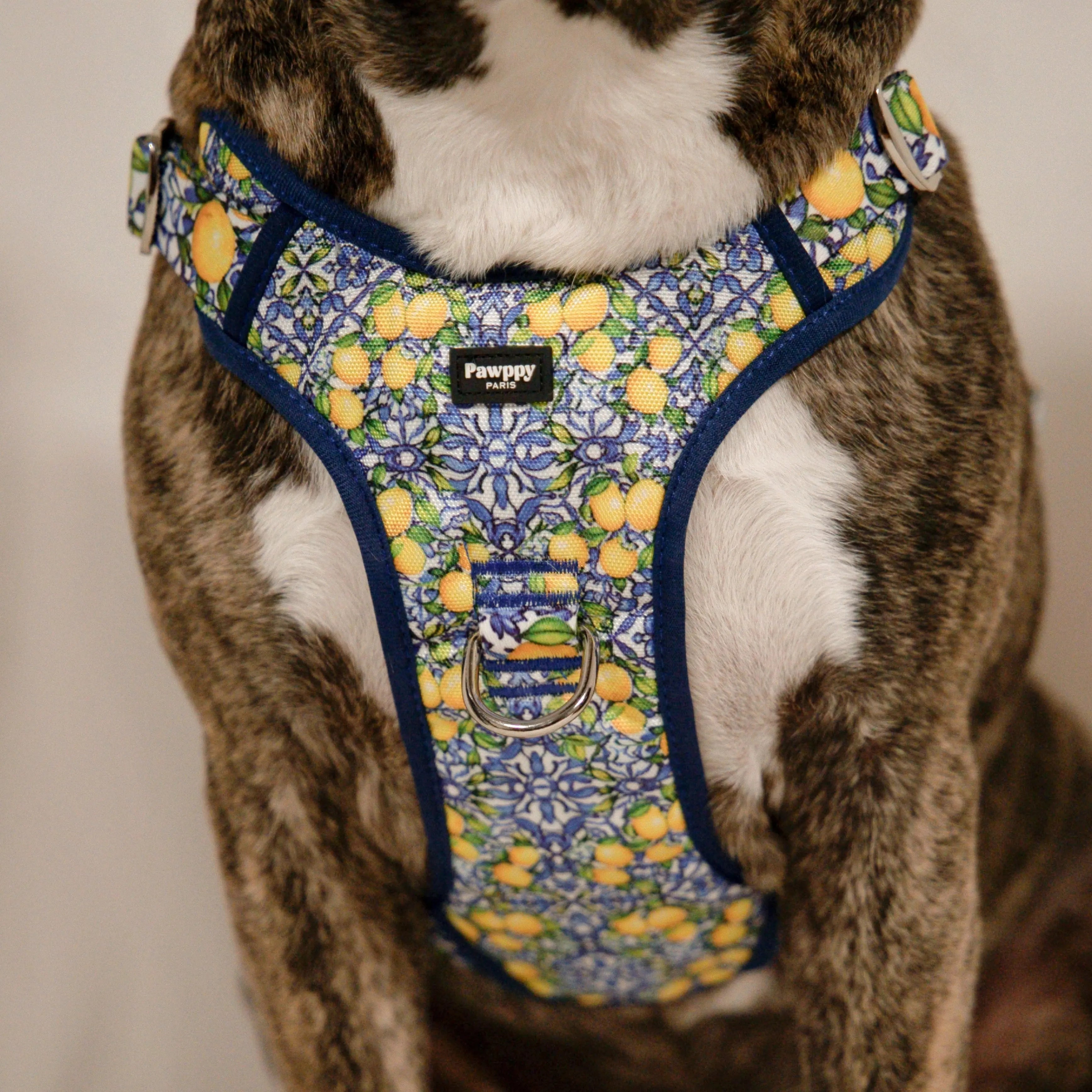 Harnais Maxi Amalfi - Pawppy Paris