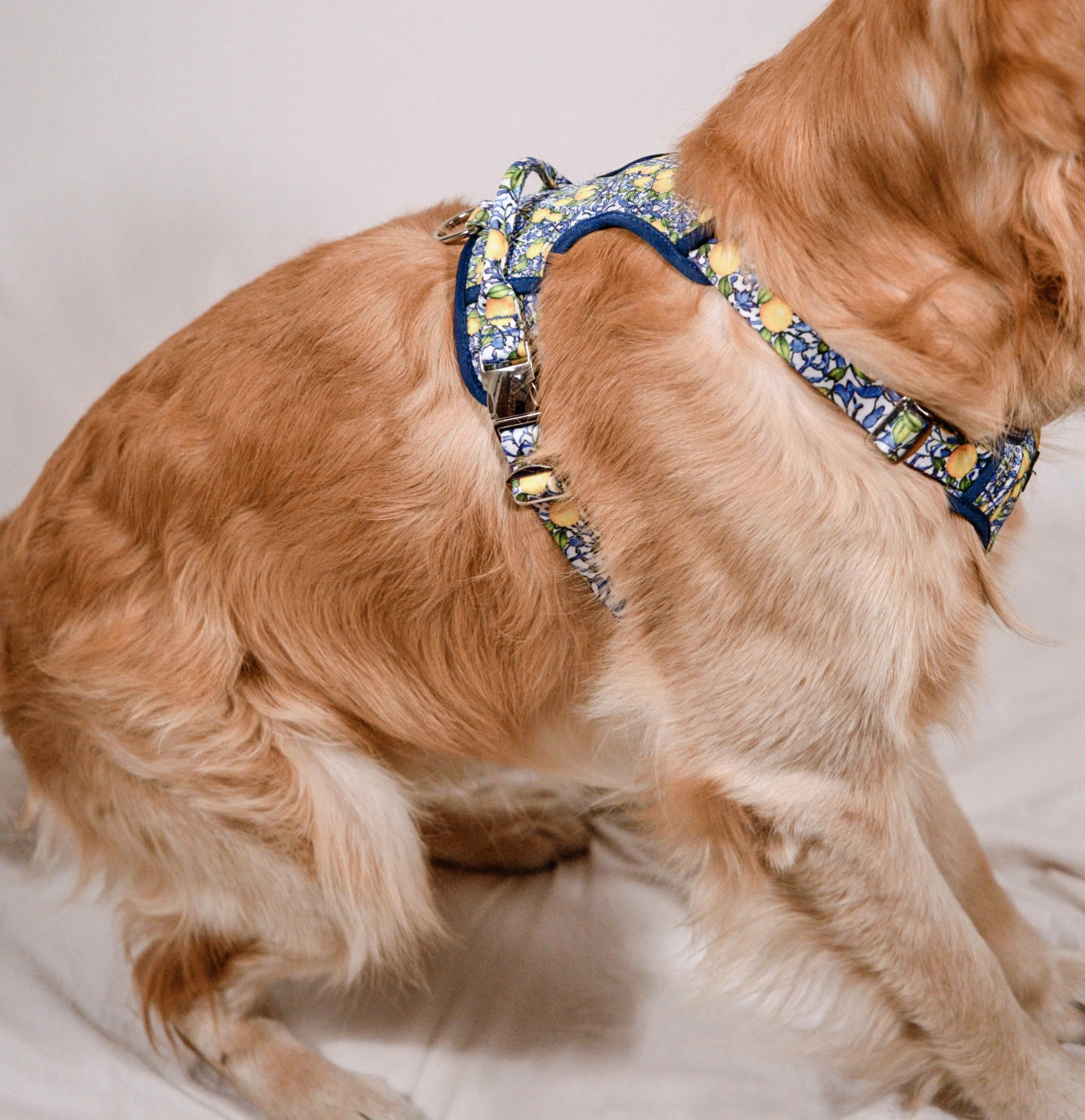 Harnais Maxi Amalfi - Pawppy Paris