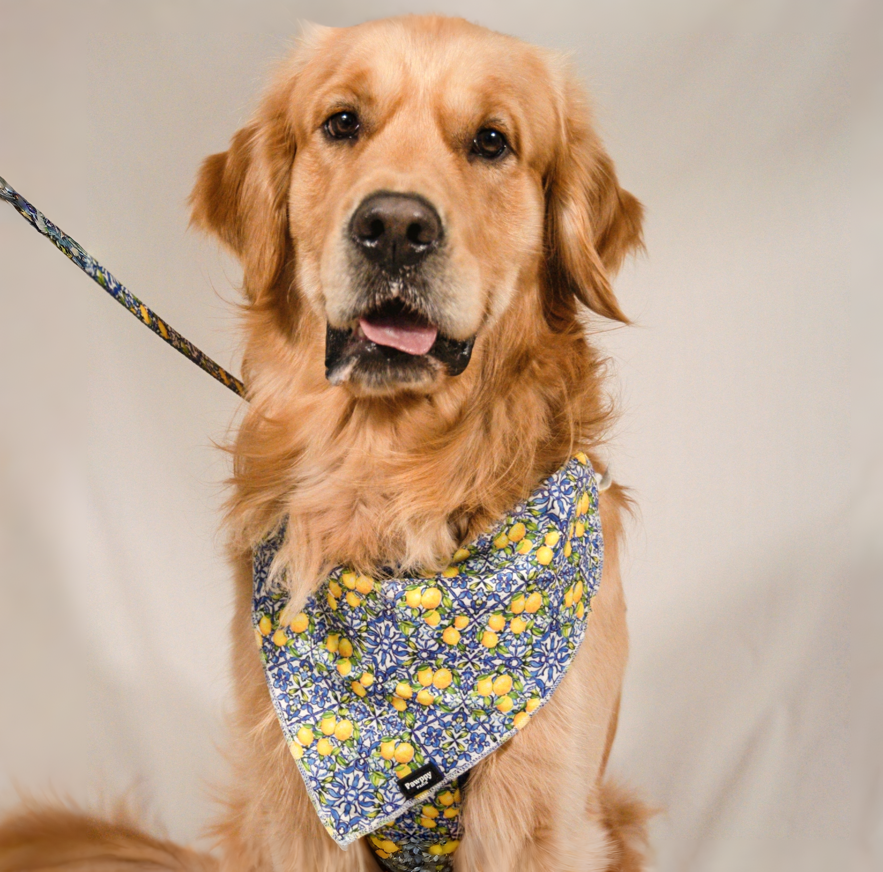 Bandana Amalfi - Pawppy Paris