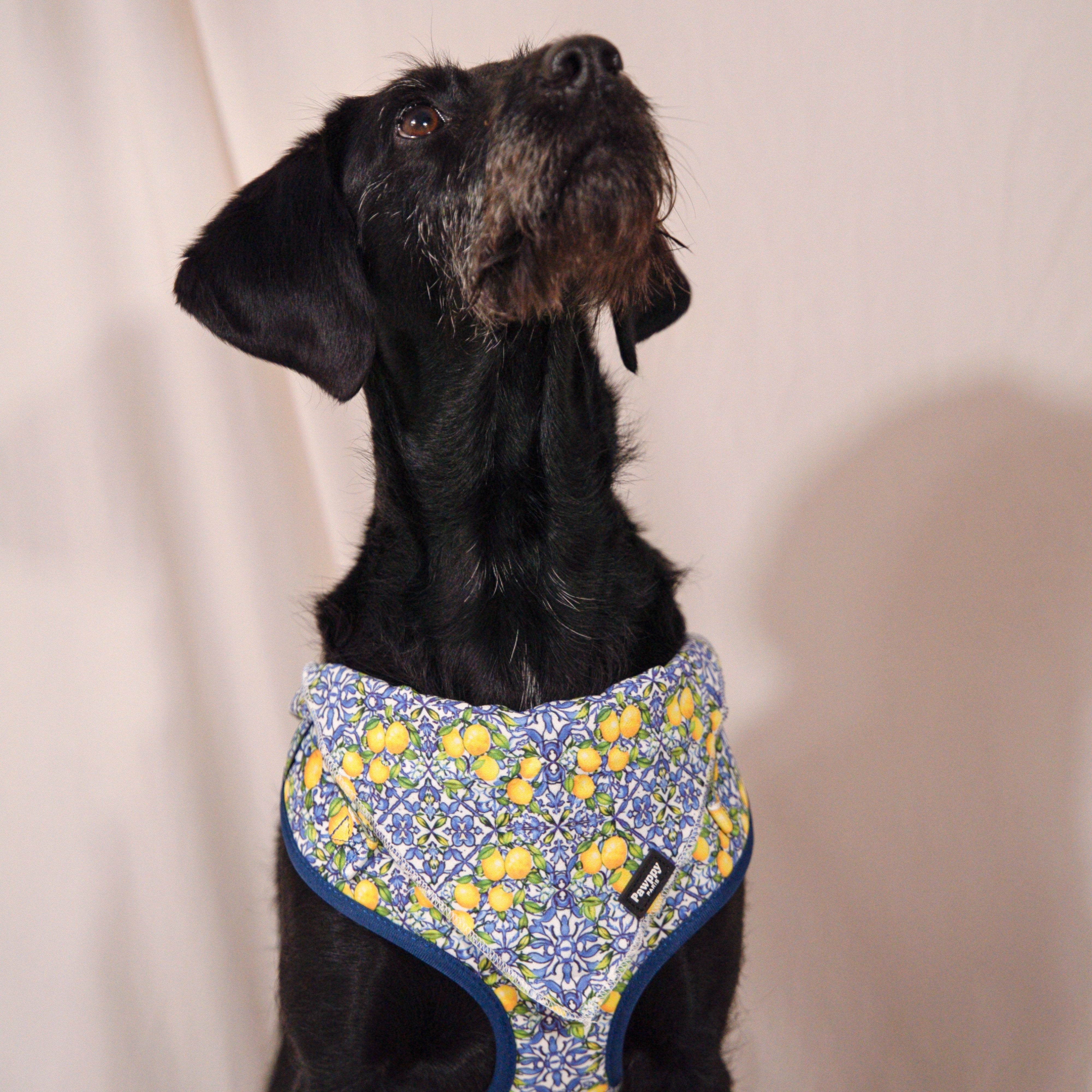 Bandana Amalfi - Pawppy Paris