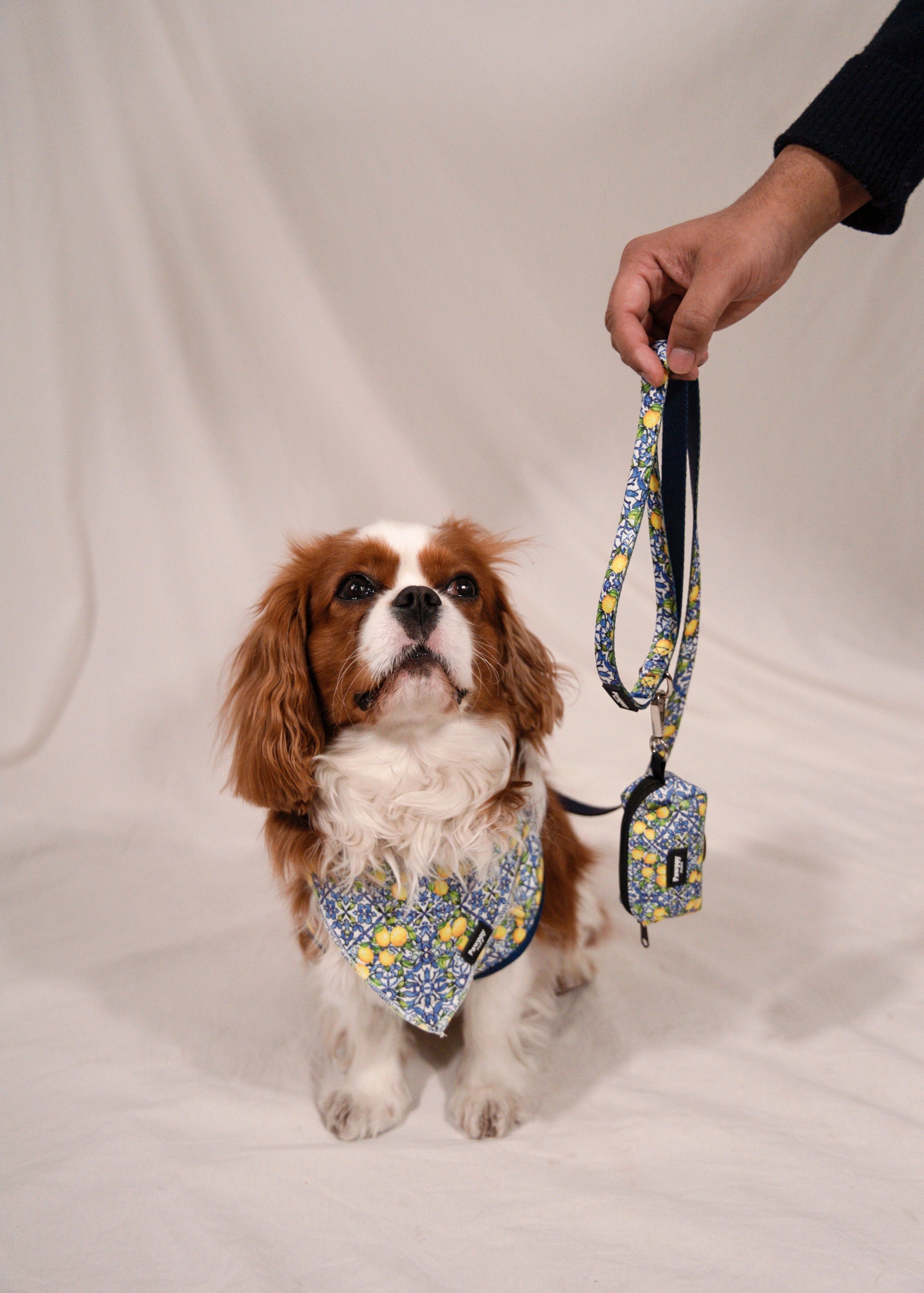 Kit Midi Amalfi - Pawppy Paris