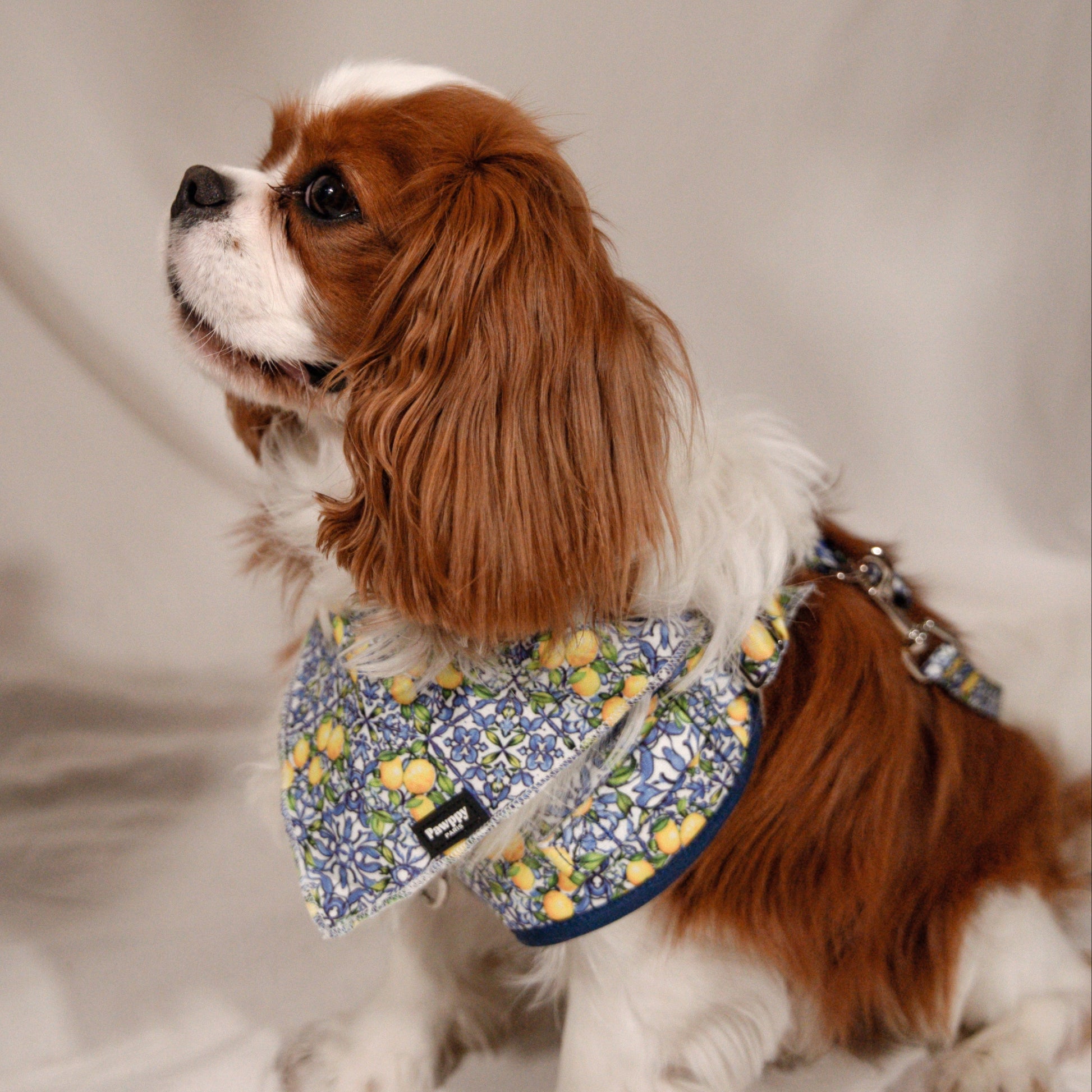 Bandana Amalfi - Pawppy Paris