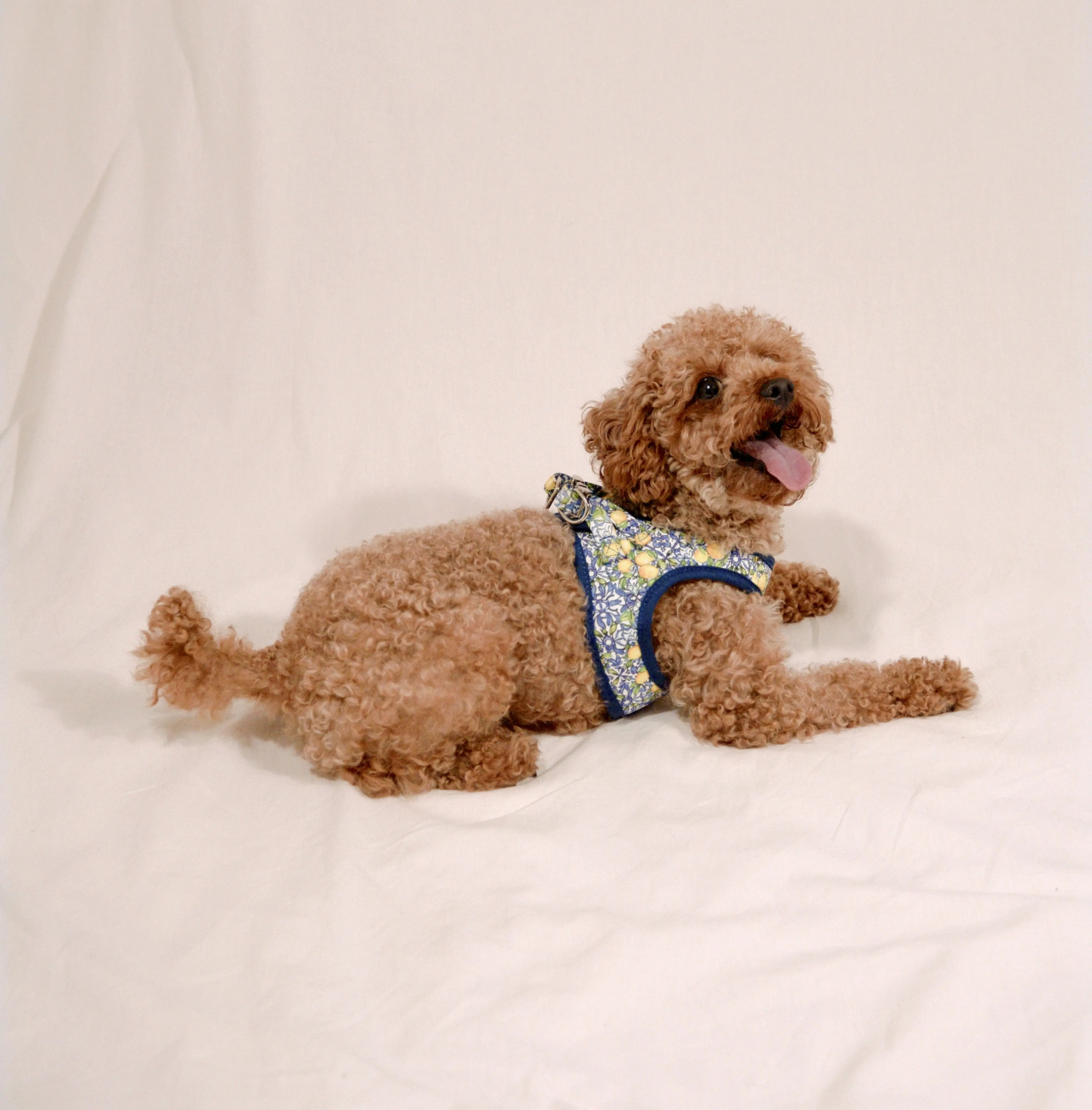 Harnais Mini Amalfi - Pawppy Paris