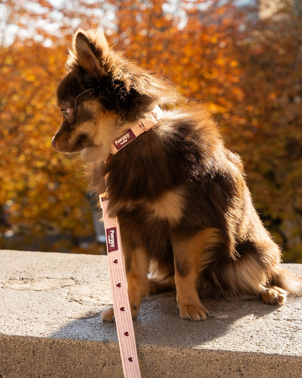 Collier Blush Pawppy Paris