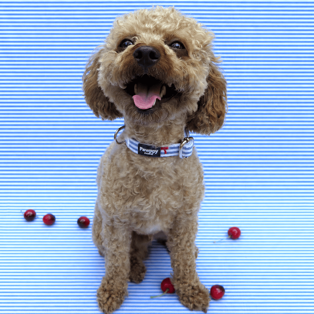 Collier Chéri - Pawppy Paris