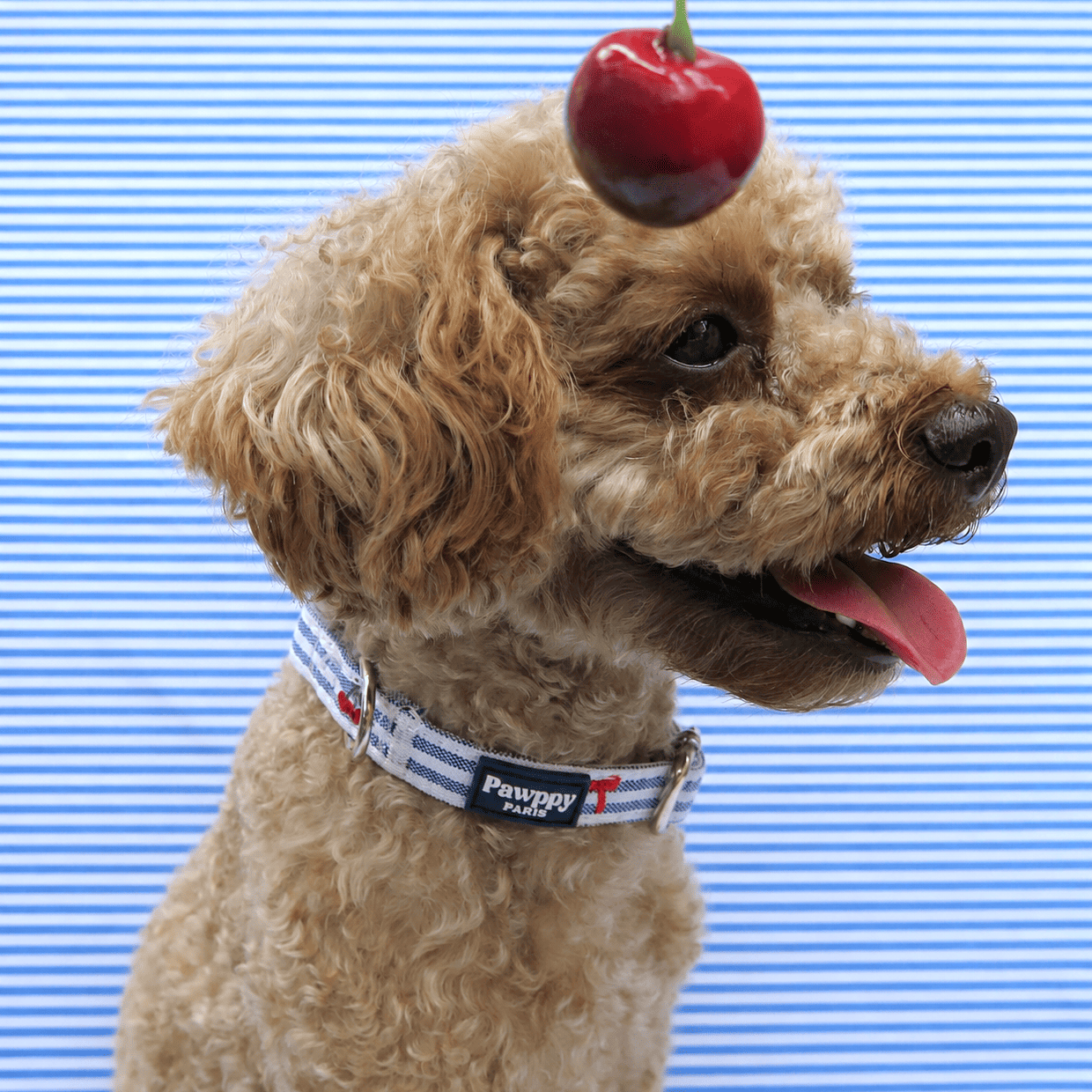 Collier Chéri - Pawppy Paris