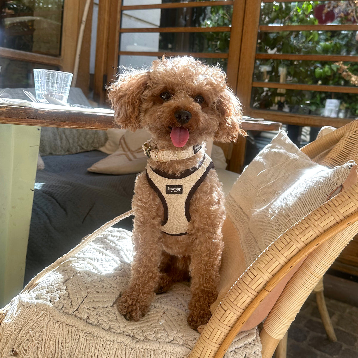 Collier Coco - Pawppy Paris
