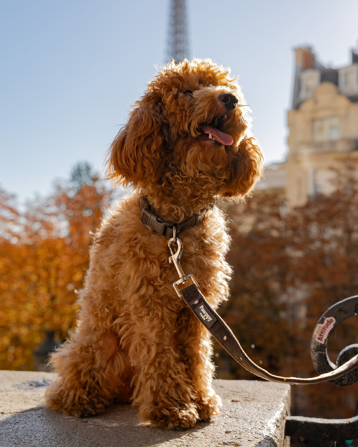 Collier Moka Pawppy Paris