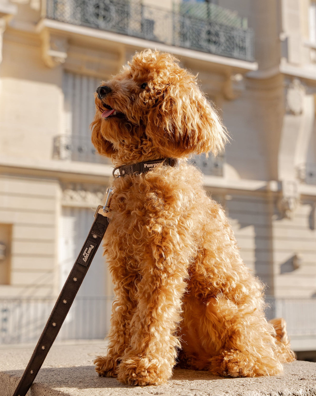 Collier Moka Pawppy Paris