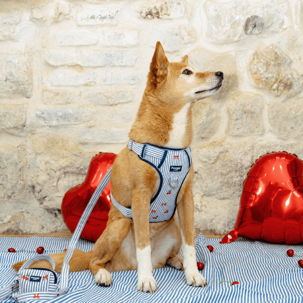 Harnais Maxi Chéri - Pawppy Paris