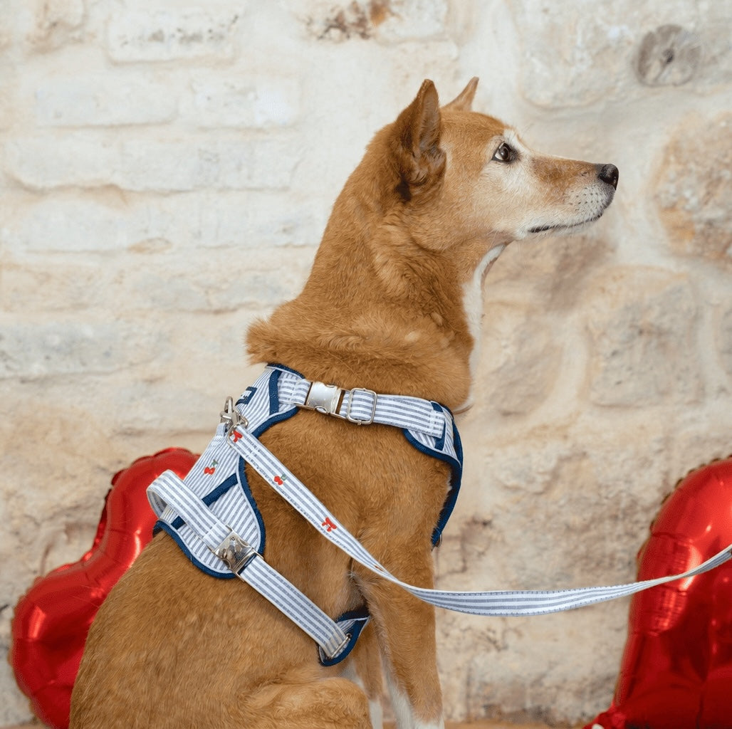 Harnais Maxi Chéri - Pawppy Paris