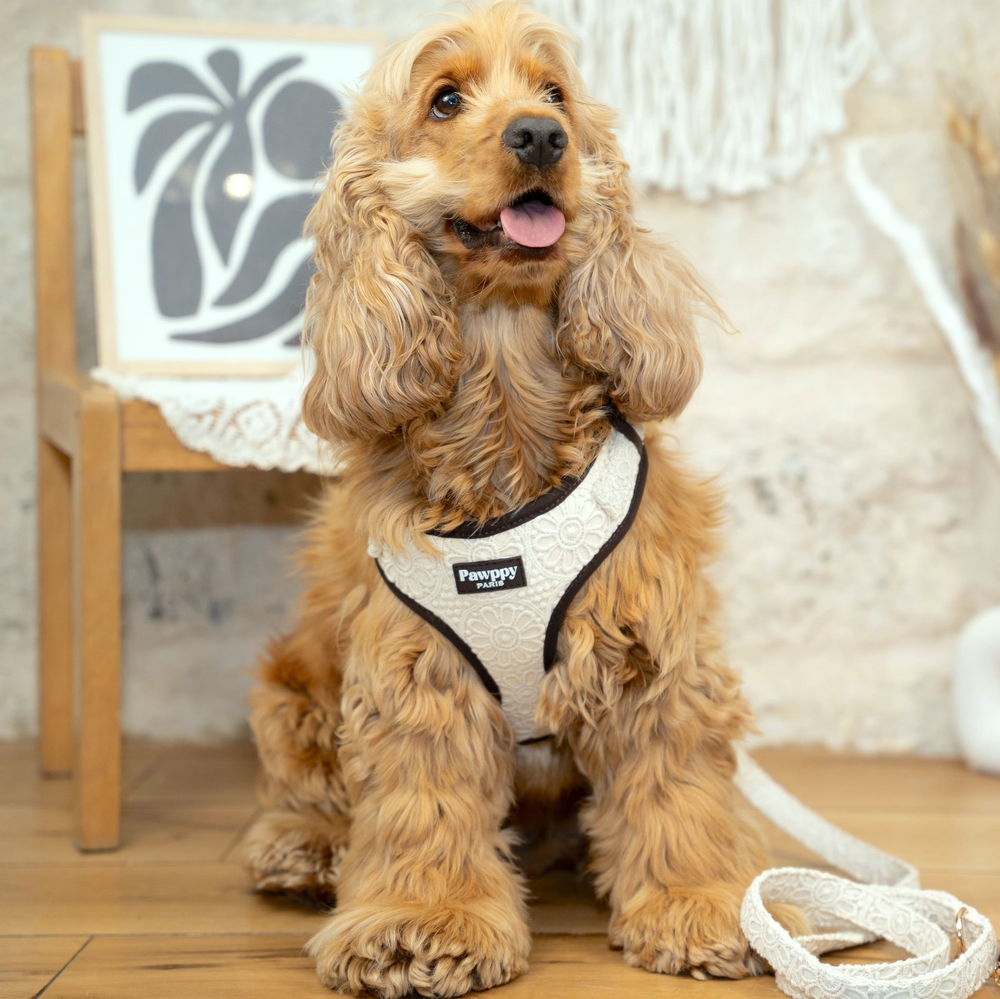 Harnais Midi Coco - Pawppy Paris