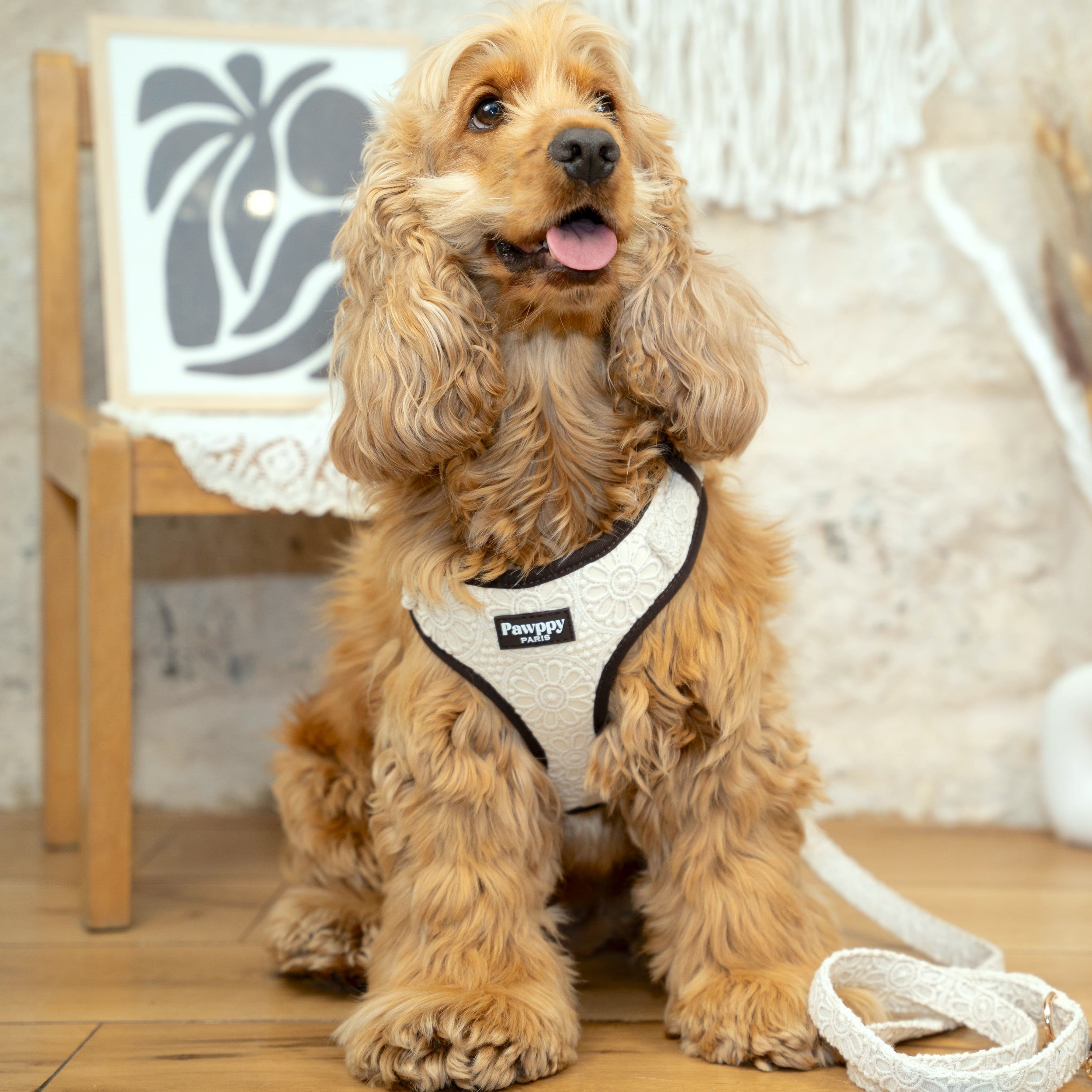 Harnais Midi Coco - Pawppy Paris