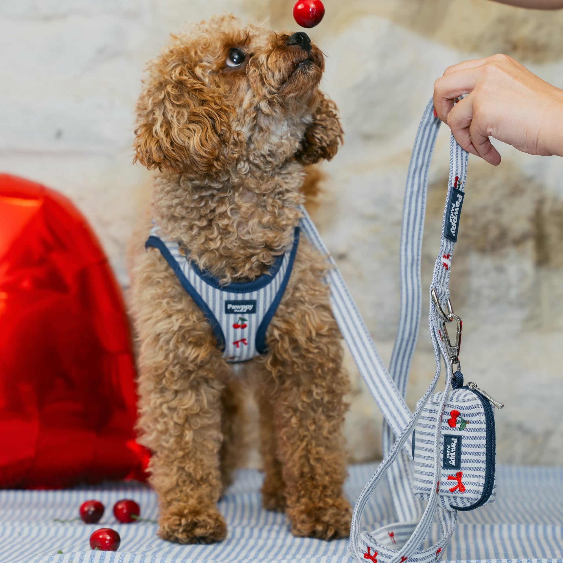Harnais Mini Chéri - Pawppy Paris