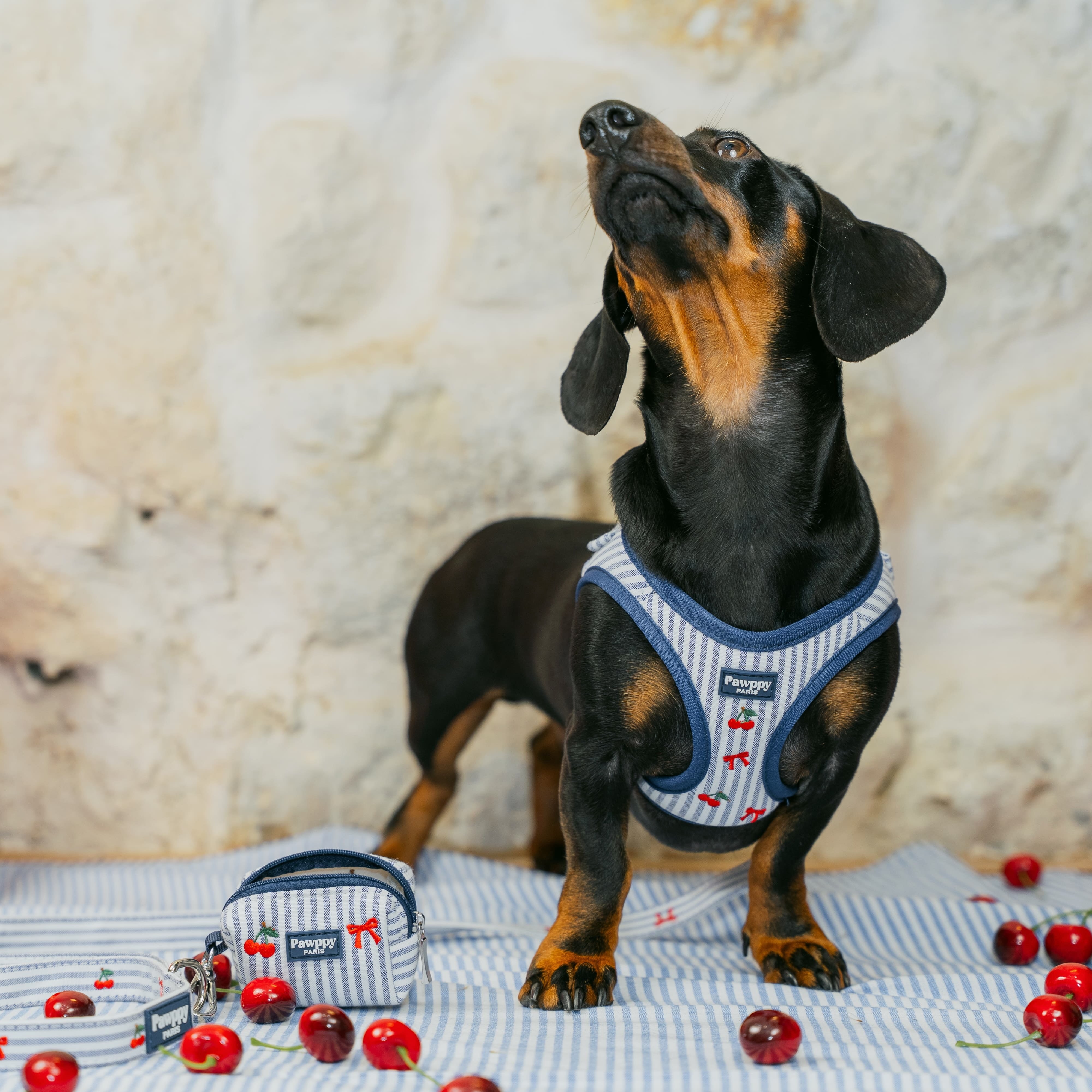Harnais Mini Chéri - Pawppy Paris