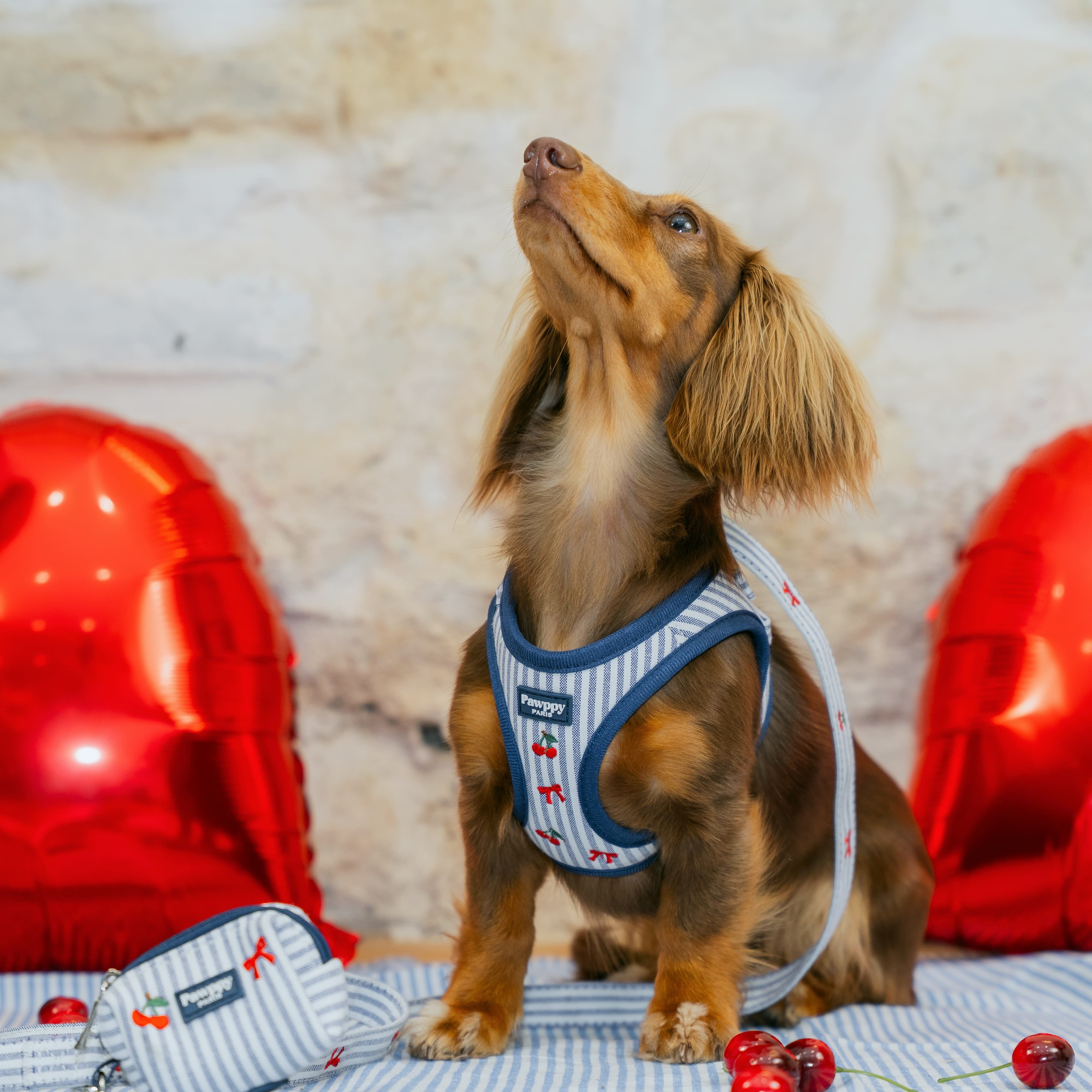 Harnais Mini Chéri - Pawppy Paris