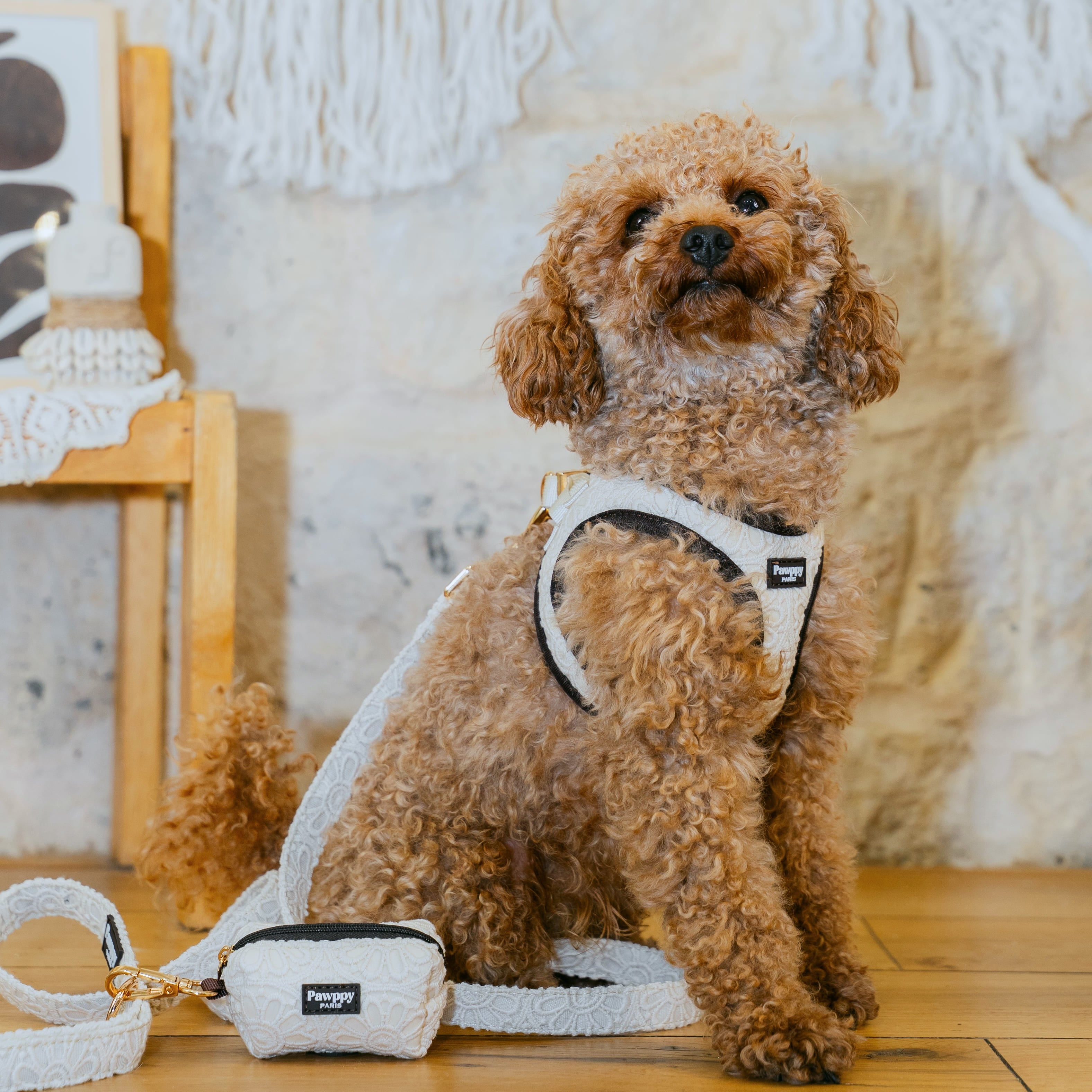 Harnais Mini Coco - Pawppy Paris