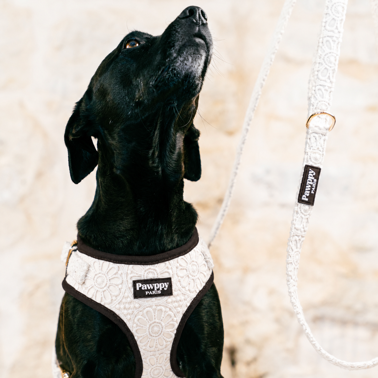 Harnais Midi Coco - Pawppy Paris