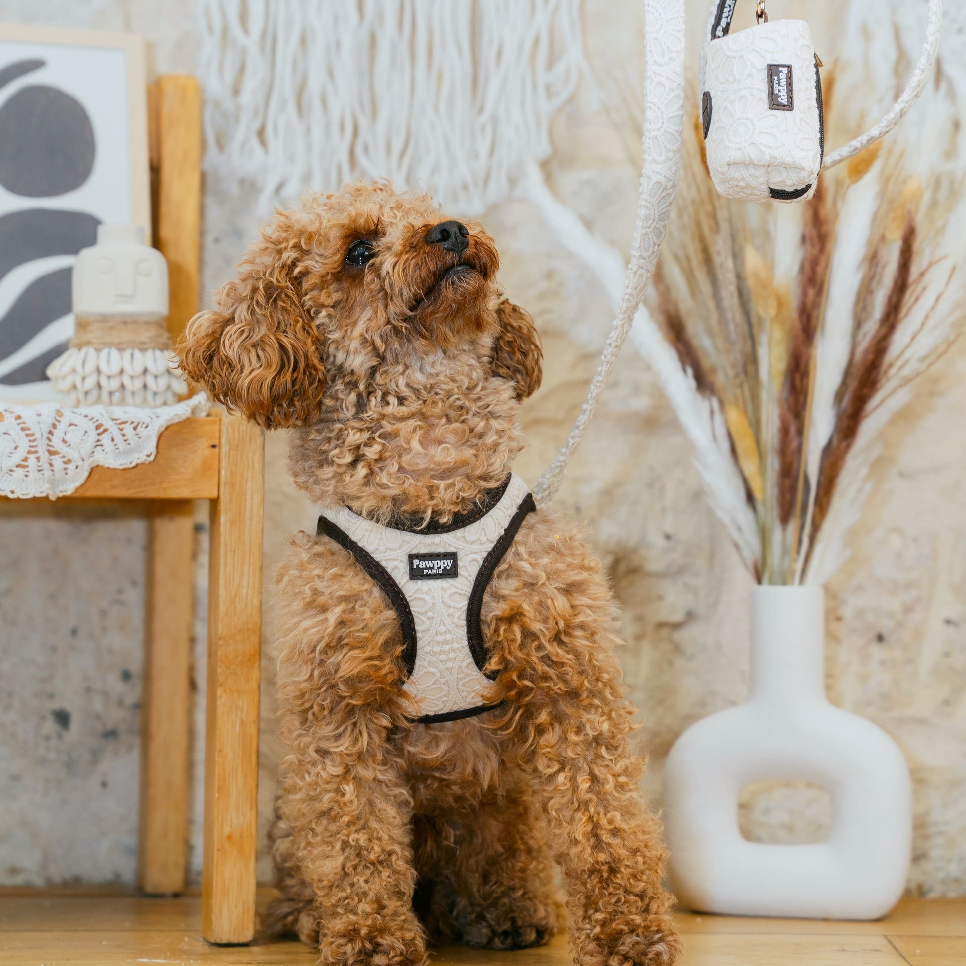 Harnais Mini Coco - Pawppy Paris