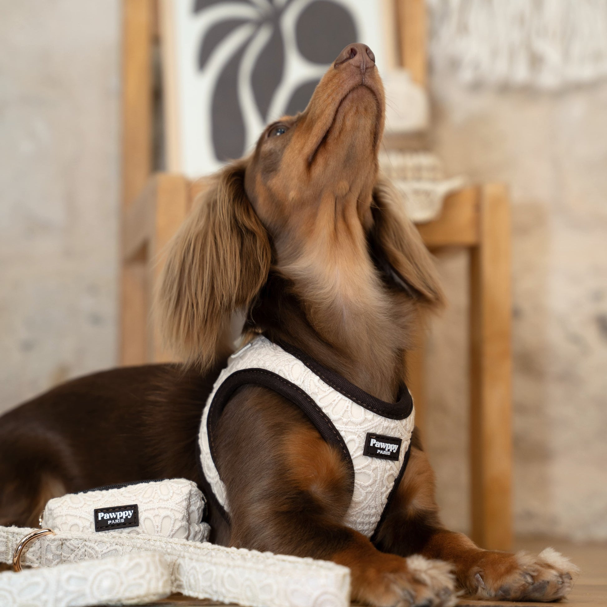 Harnais Mini Coco - Pawppy Paris