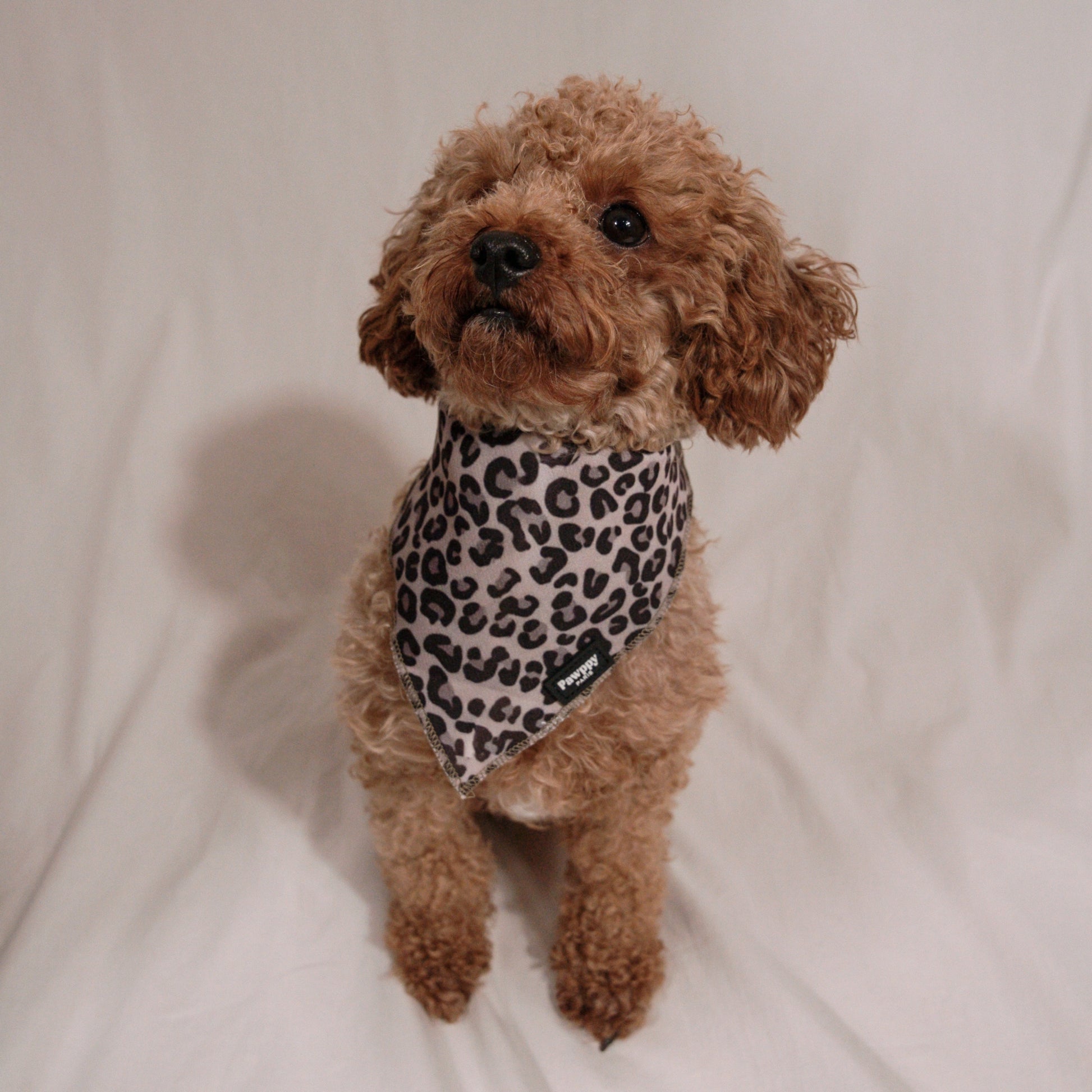 Bandana Jaguar - Pawppy Paris