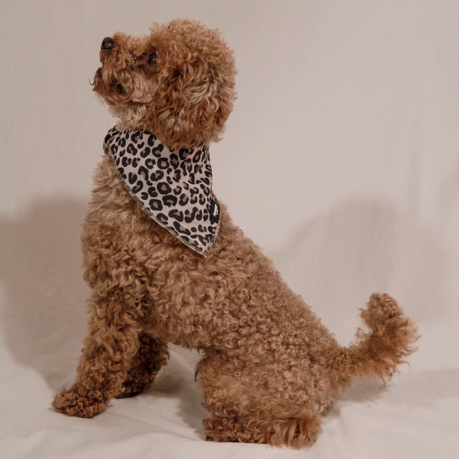 Bandana Jaguar - Pawppy Paris