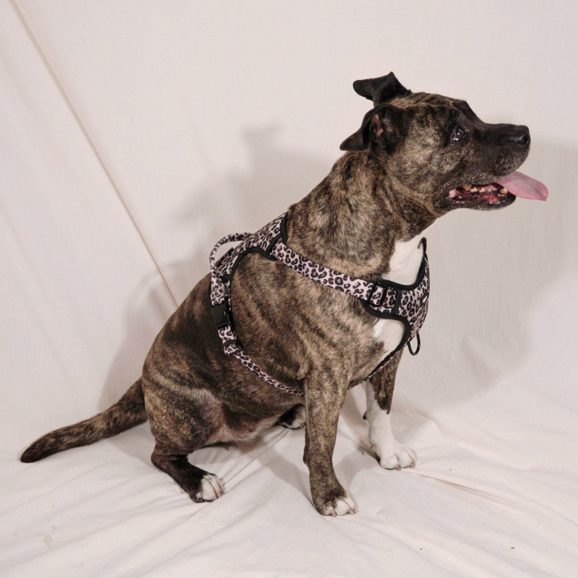 Harnais Maxi Jaguar - Pawppy Paris
