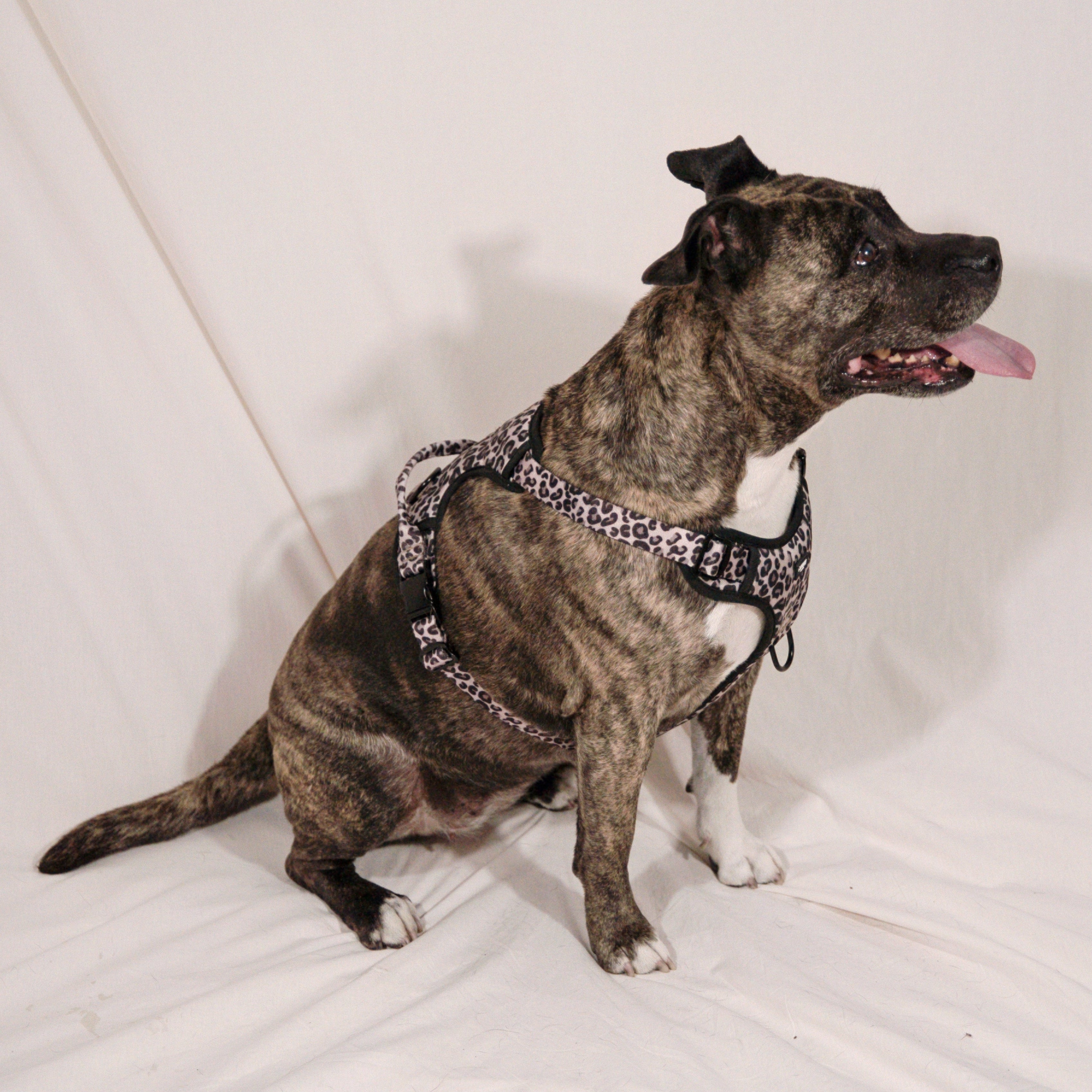 Harnais Maxi Jaguar - Pawppy Paris