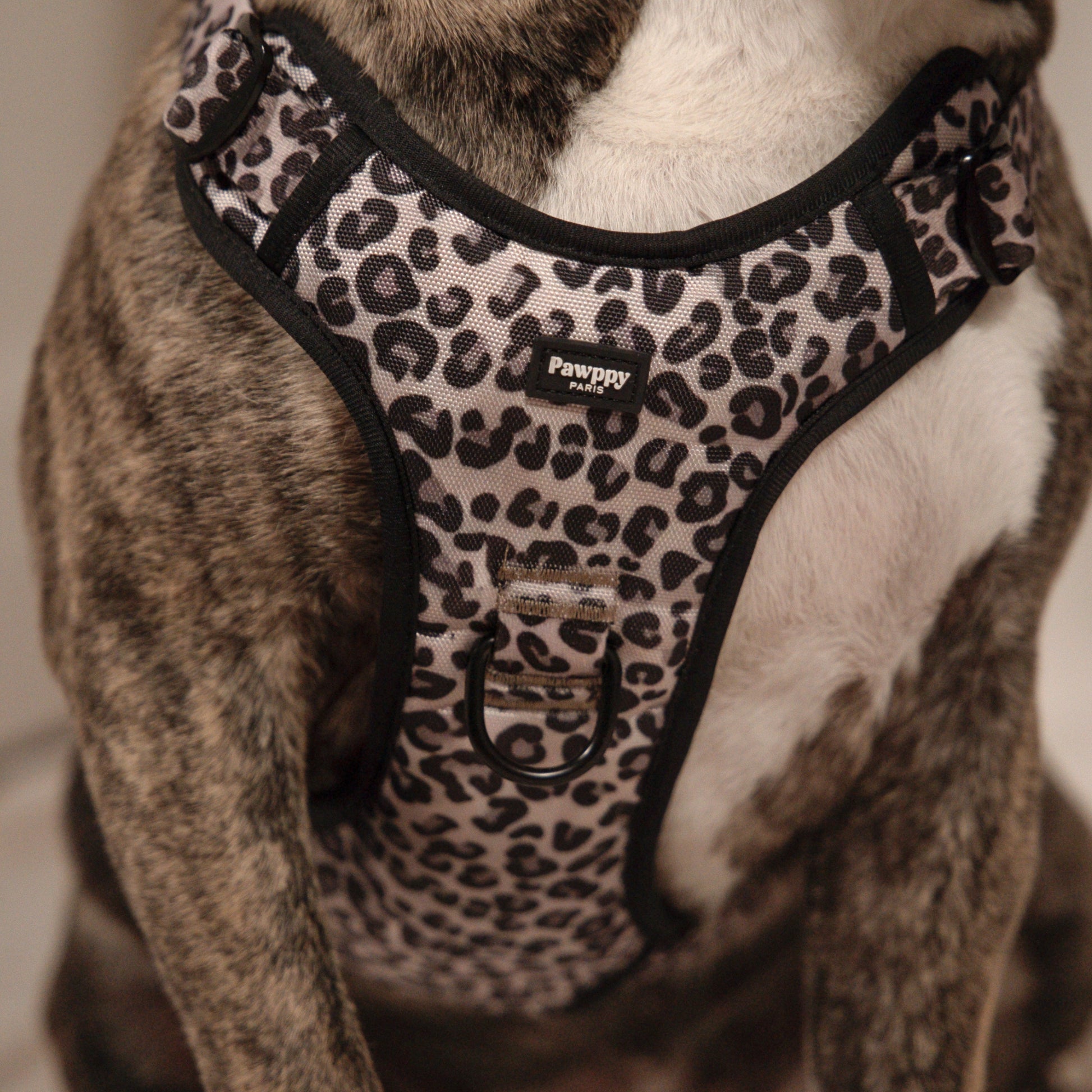 Harnais Maxi Jaguar - Pawppy Paris