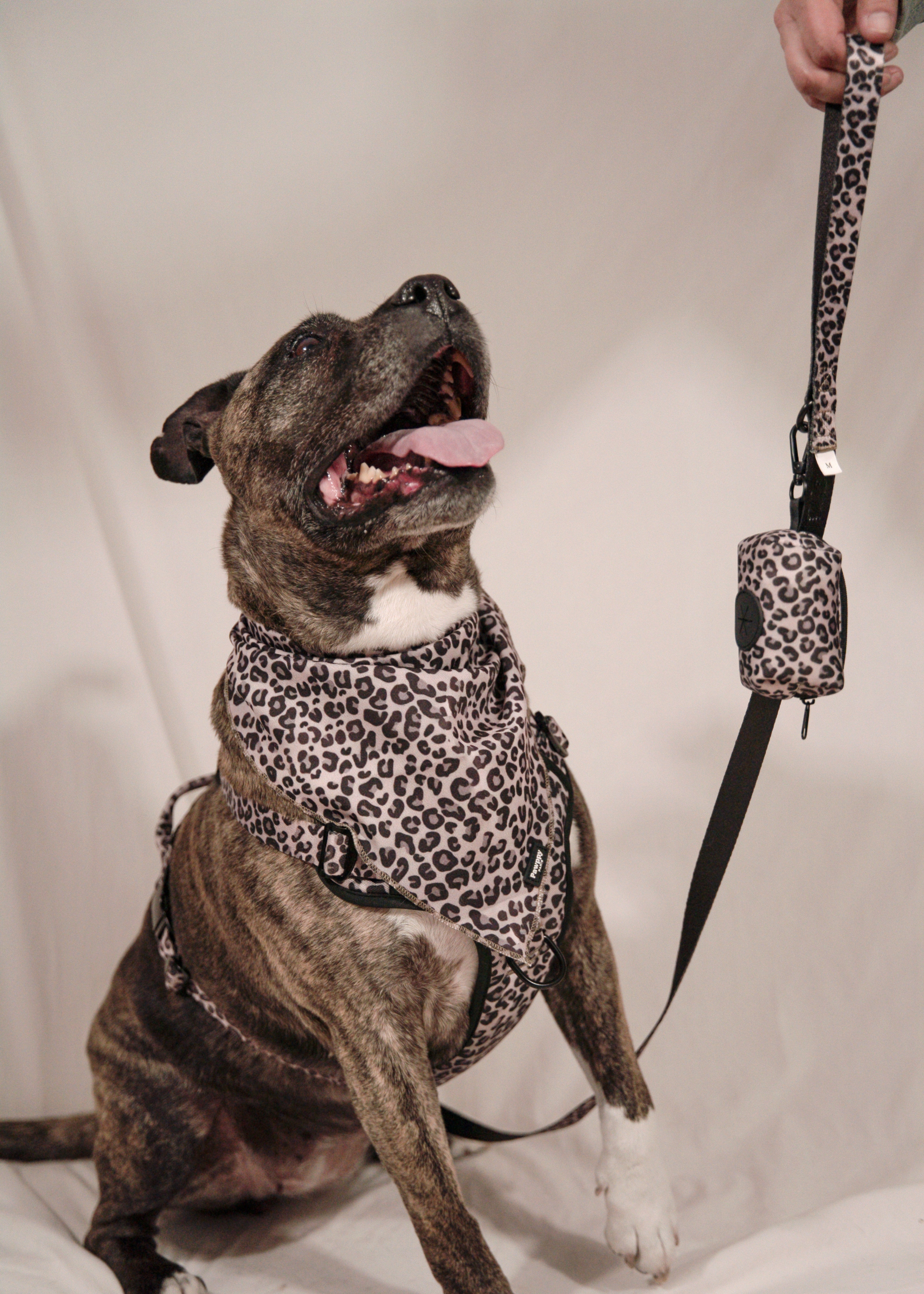 Kit Maxi Jaguar - Pawppy Paris