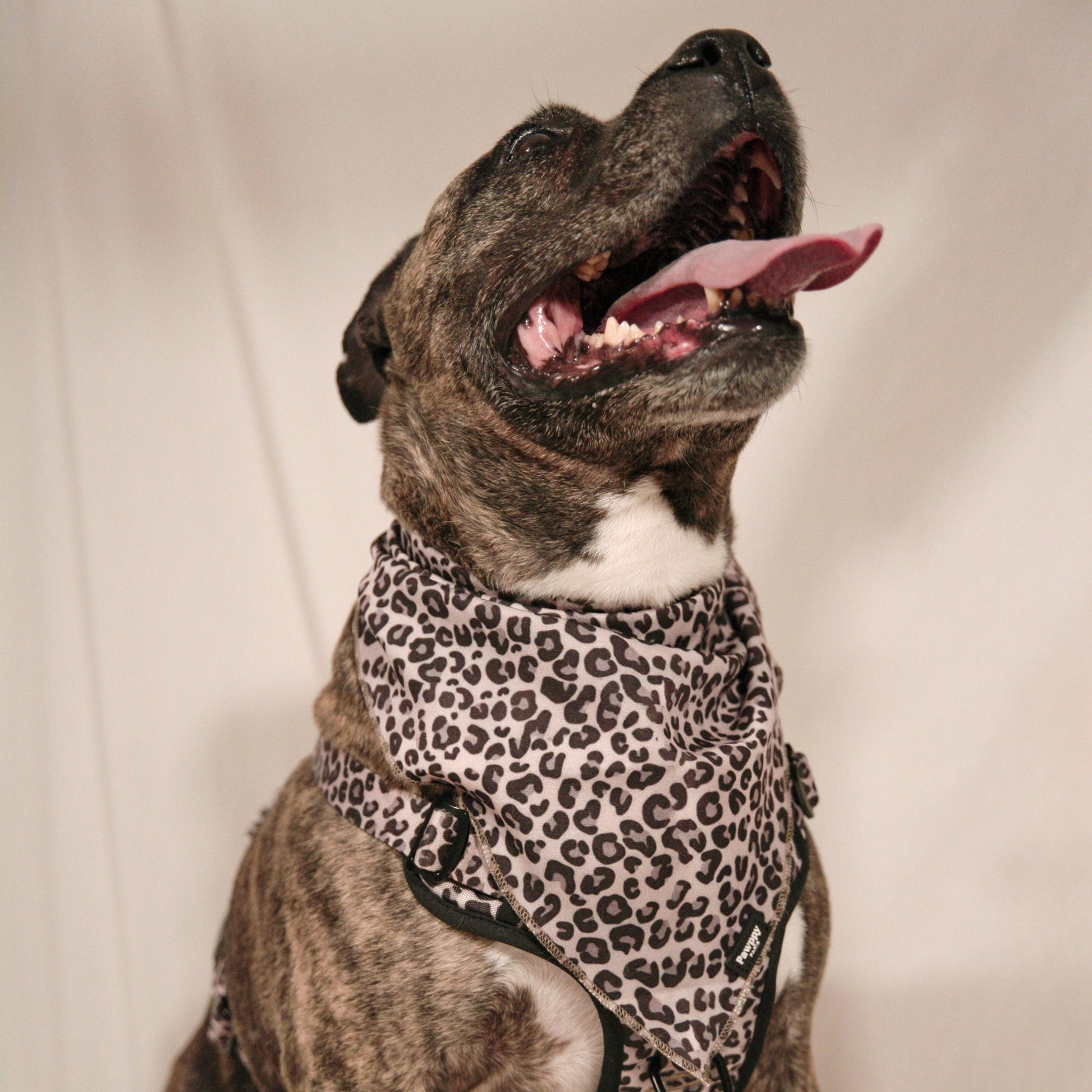 Bandana Jaguar - Pawppy Paris