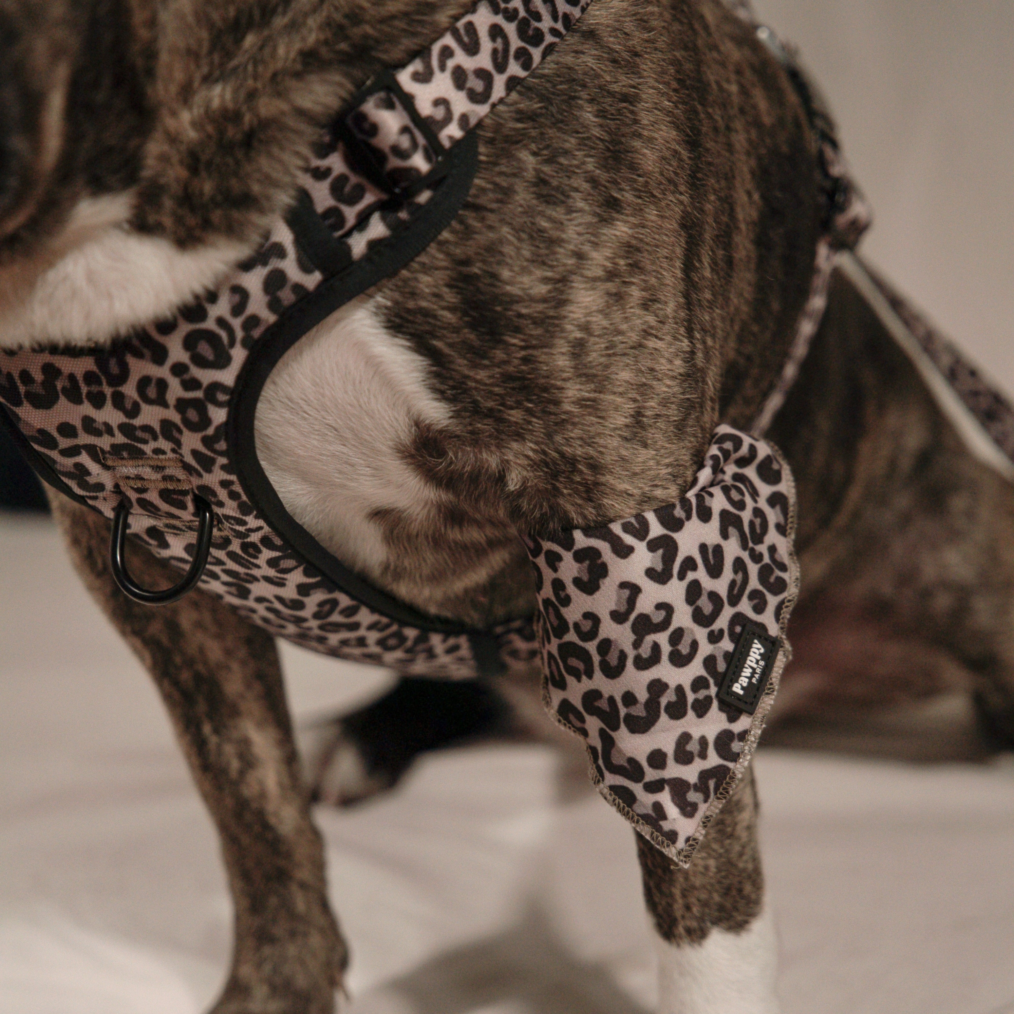 Bandana Jaguar - Pawppy Paris