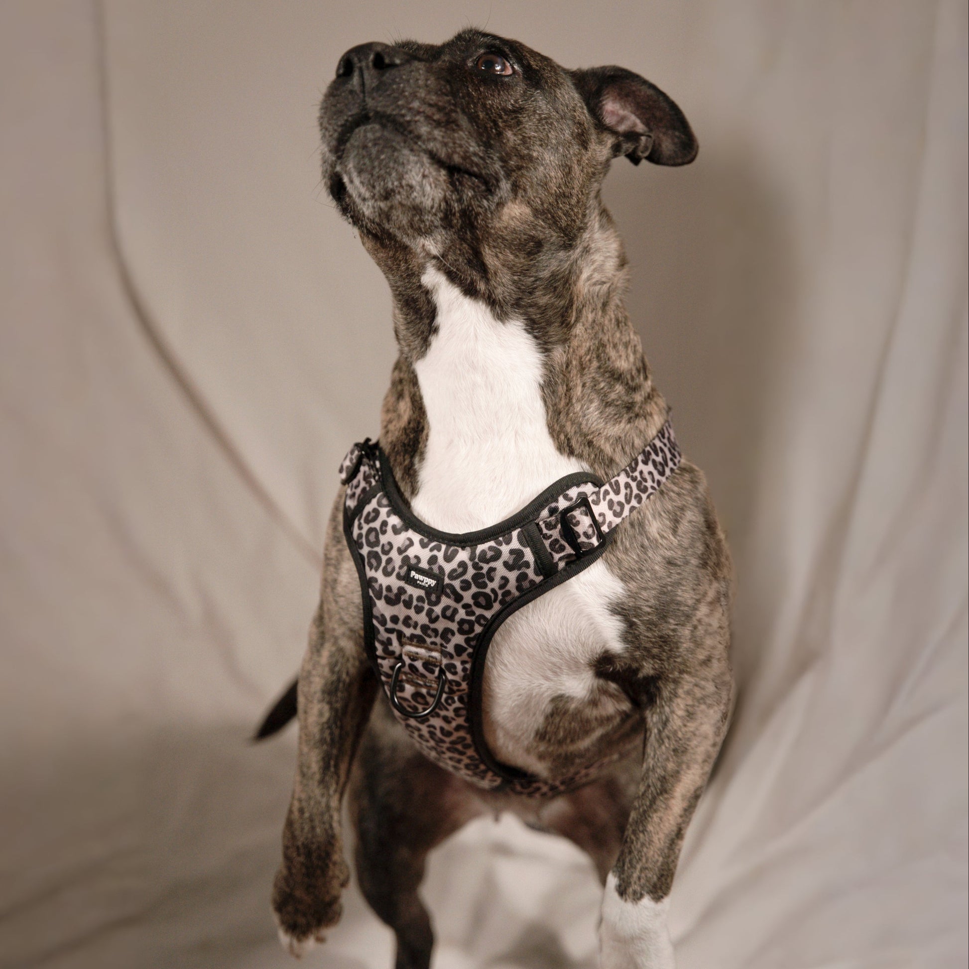 Harnais Maxi Jaguar - Pawppy Paris