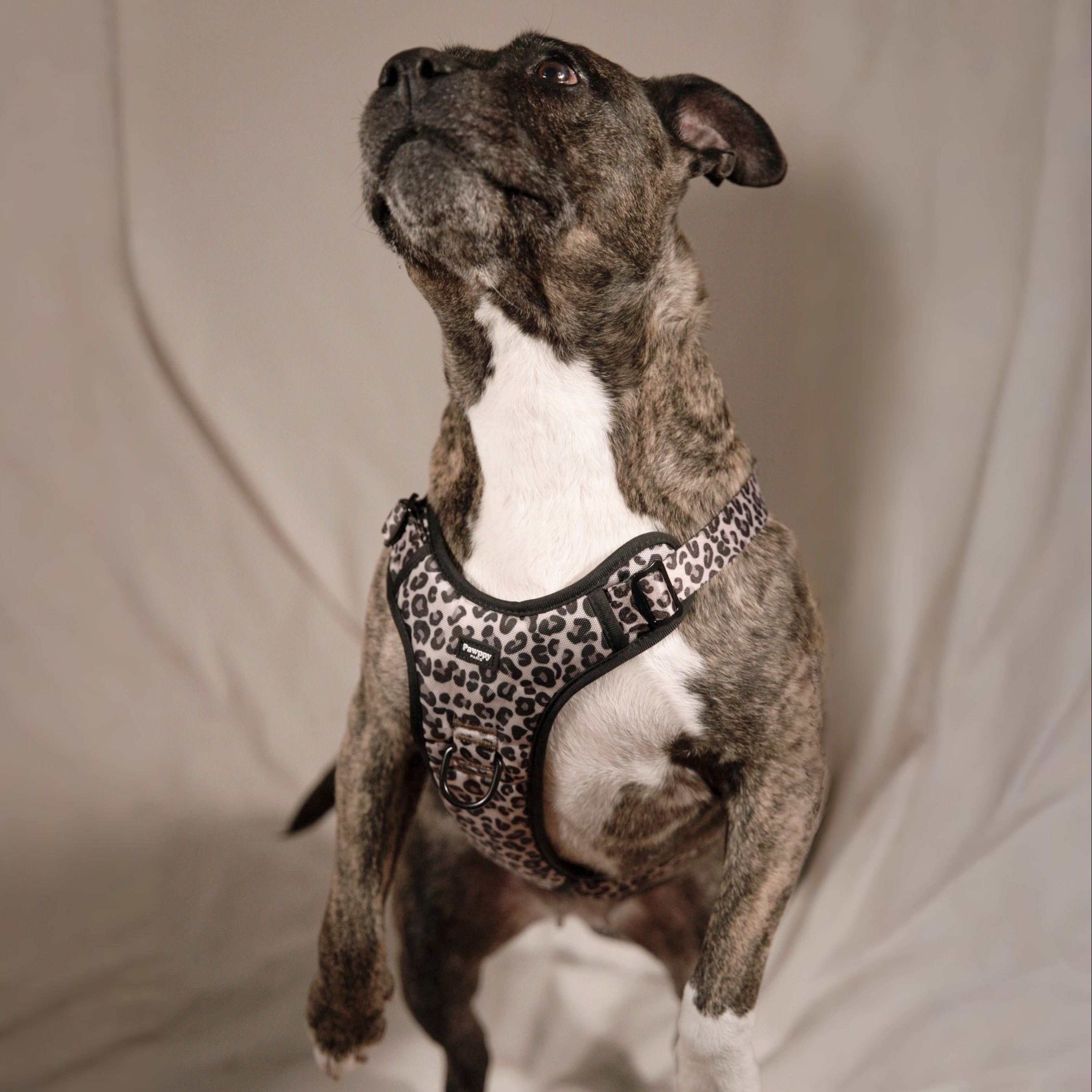 Harnais Maxi Jaguar - Pawppy Paris