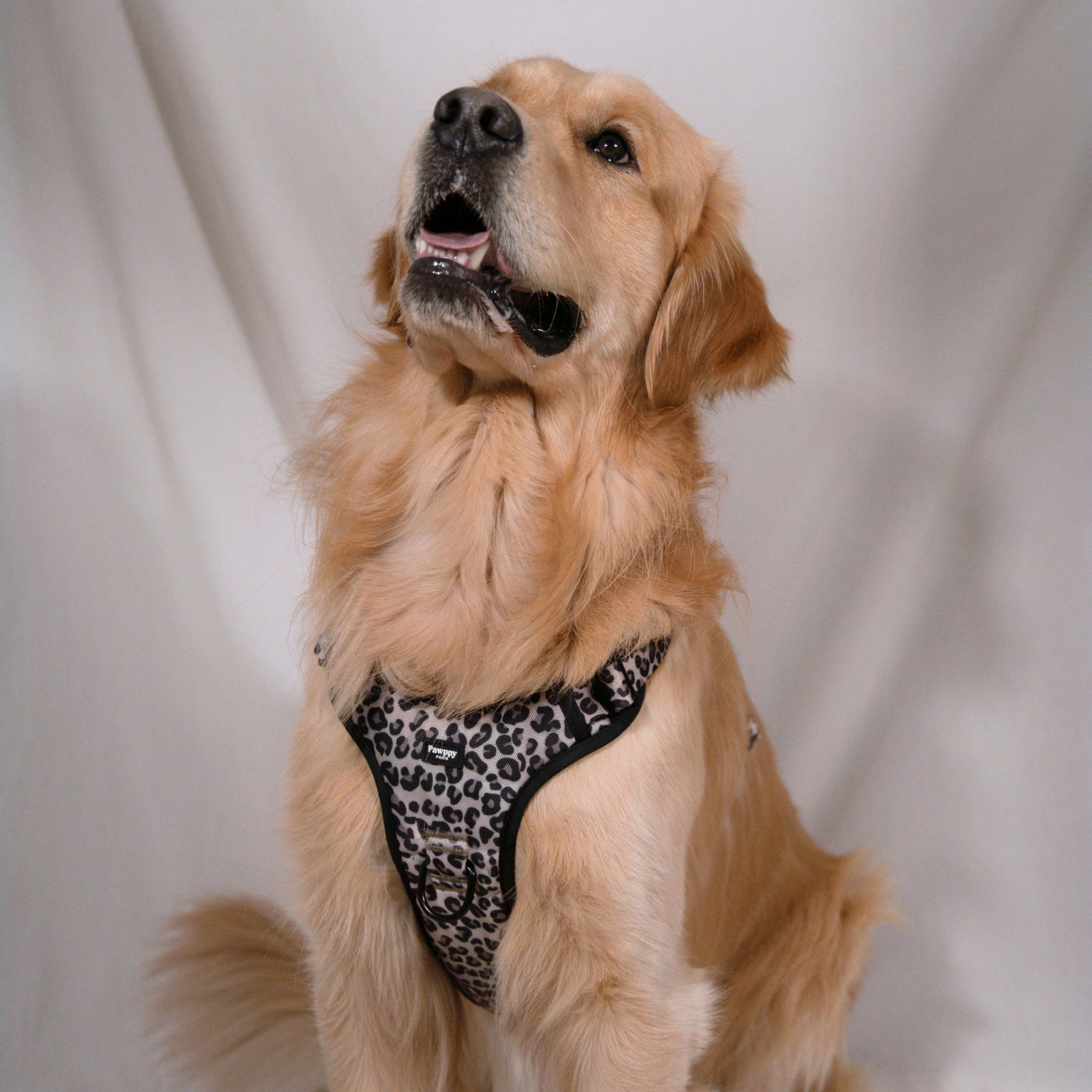 Pawppy Paris - Harnais Maxi Jaguar