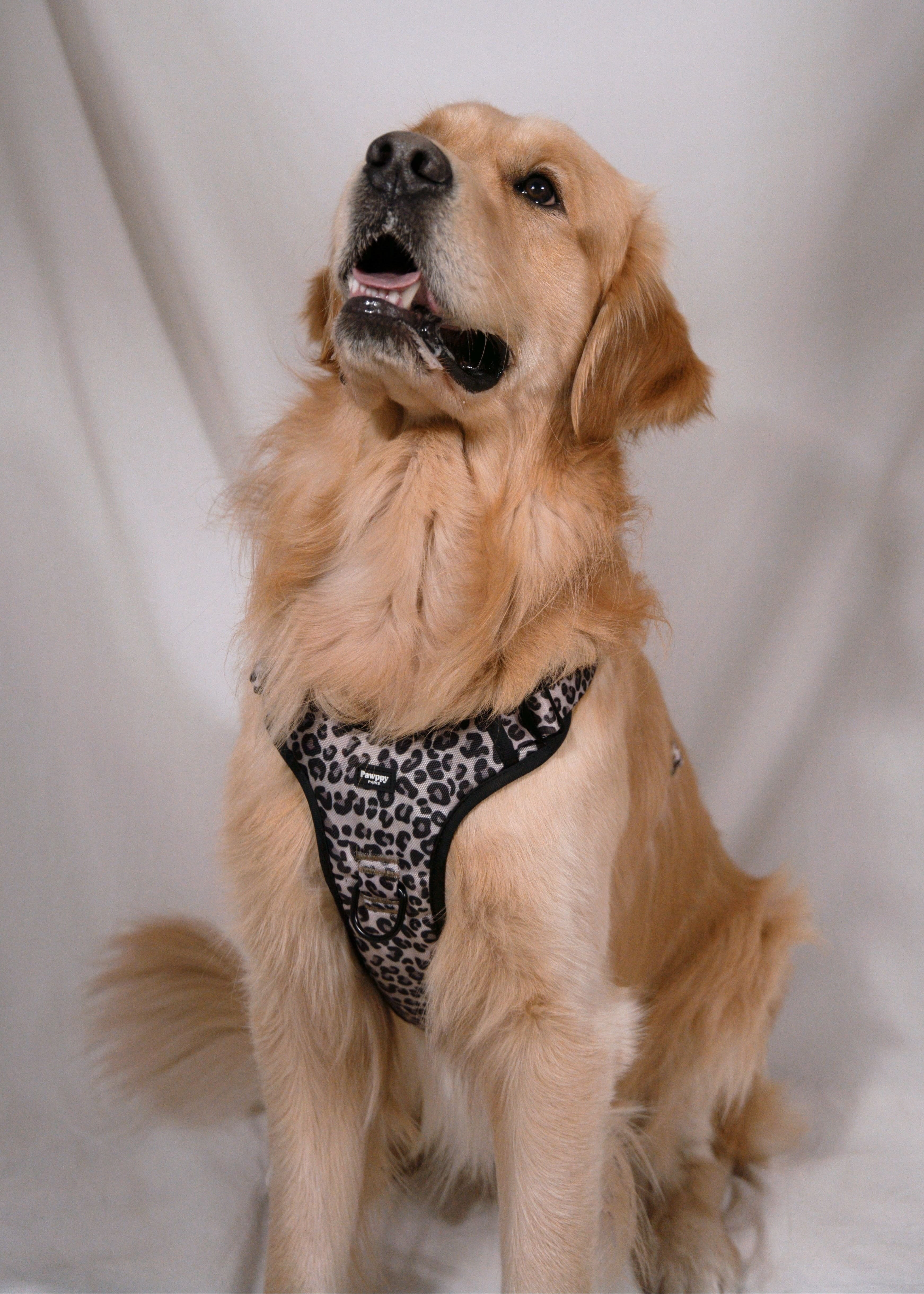 Pawppy Paris - Harnais Maxi Jaguar