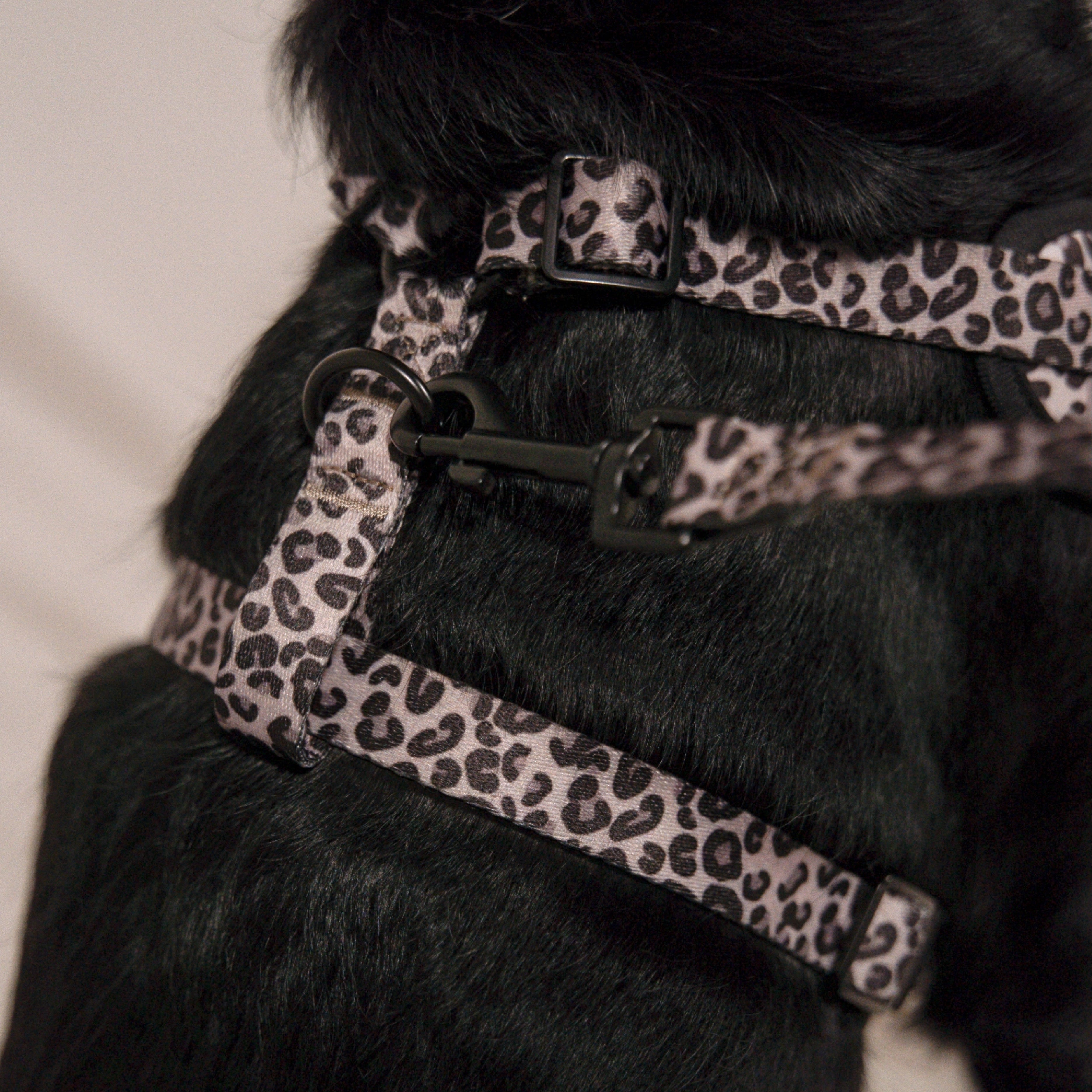 Laisse Jaguar - Pawppy Paris