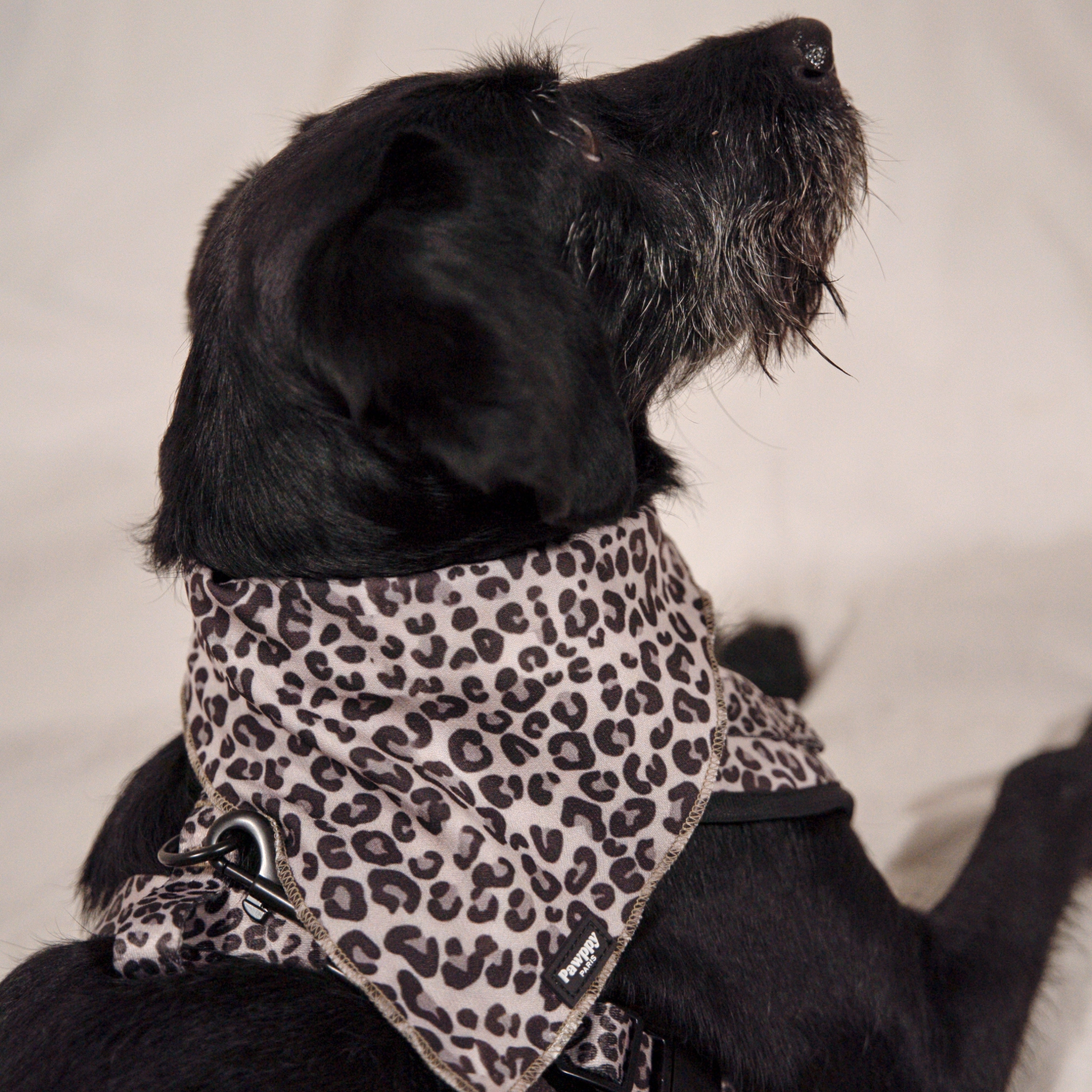 Bandana Jaguar - Pawppy Paris