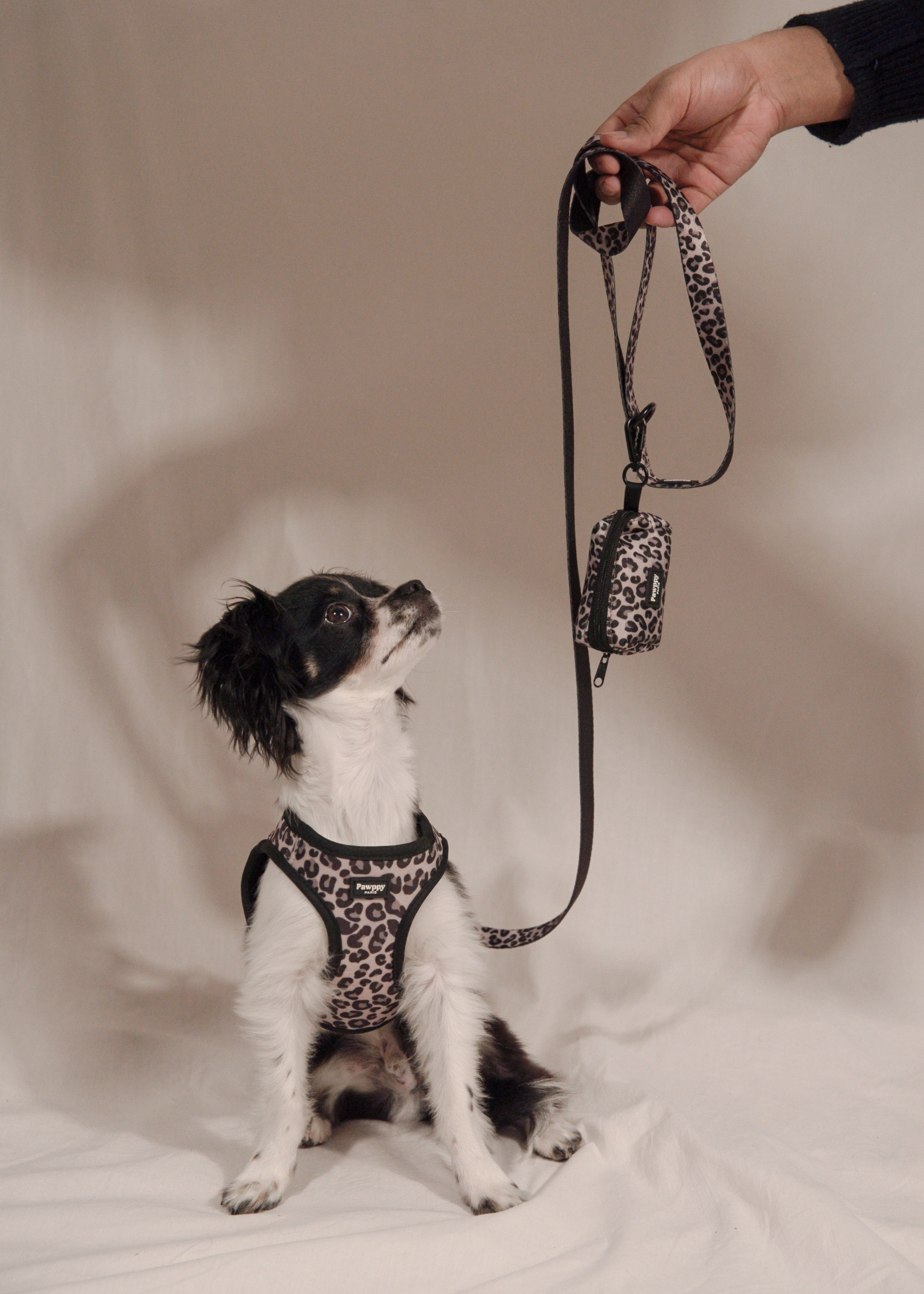 Kit Mini Jaguar - Pawppy Paris